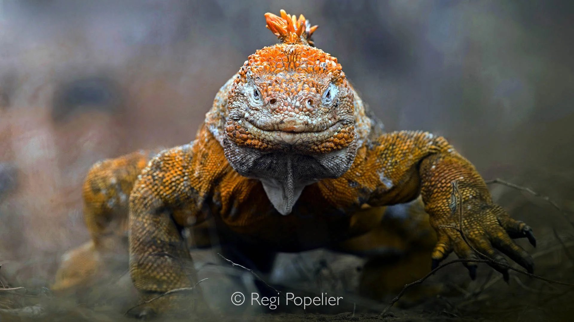 GAL016 - Capturing the intricate details of the Yellow Land Iguana in its natural habitat.