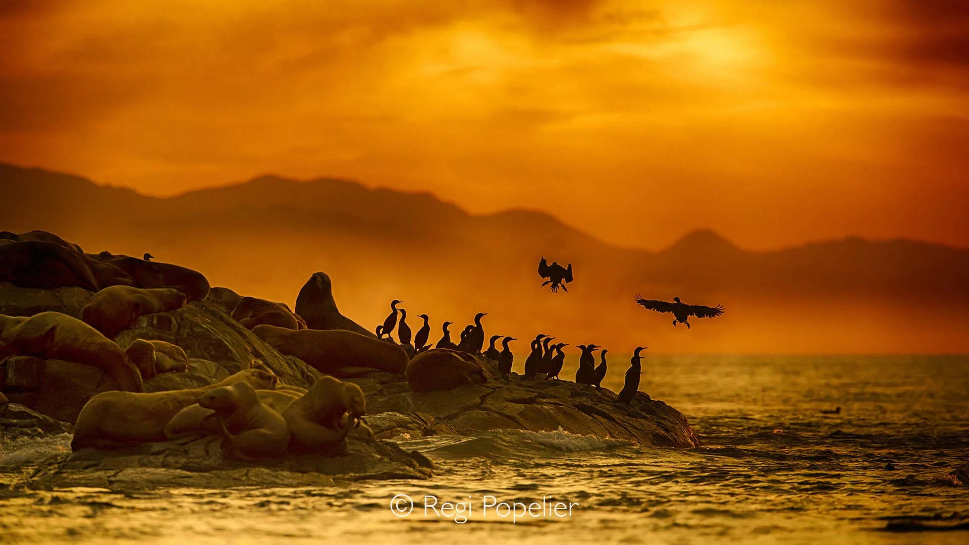 CAN008 - Cormorants arrive at the edge of a rocky outcrop in British Columbia, their dark silhouettes bathed in the warm glow of sunset.