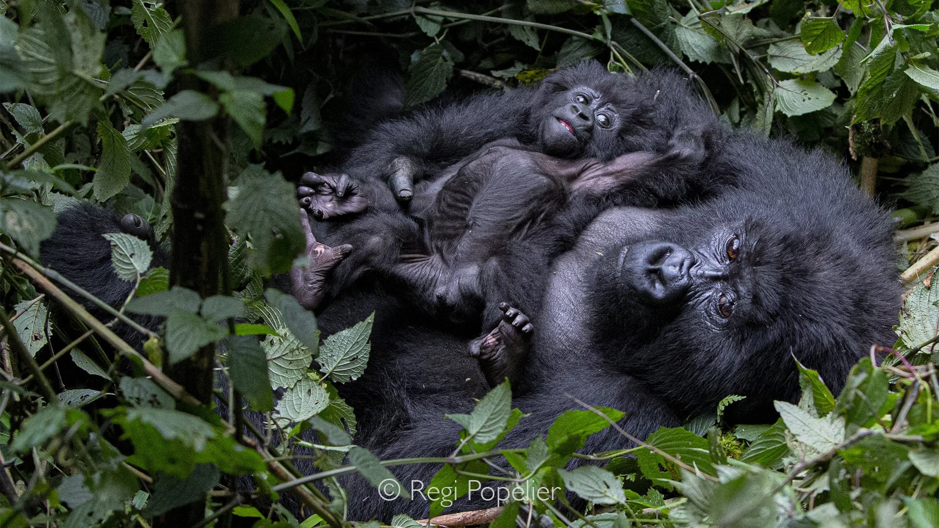 RWANDA006  -A mother mountain gorilla cradles her tiny baby against her chest. Their gentle expressions reveal an extraordinary bond, reminding us how closely our own emotions mirror those of our closest relatives.