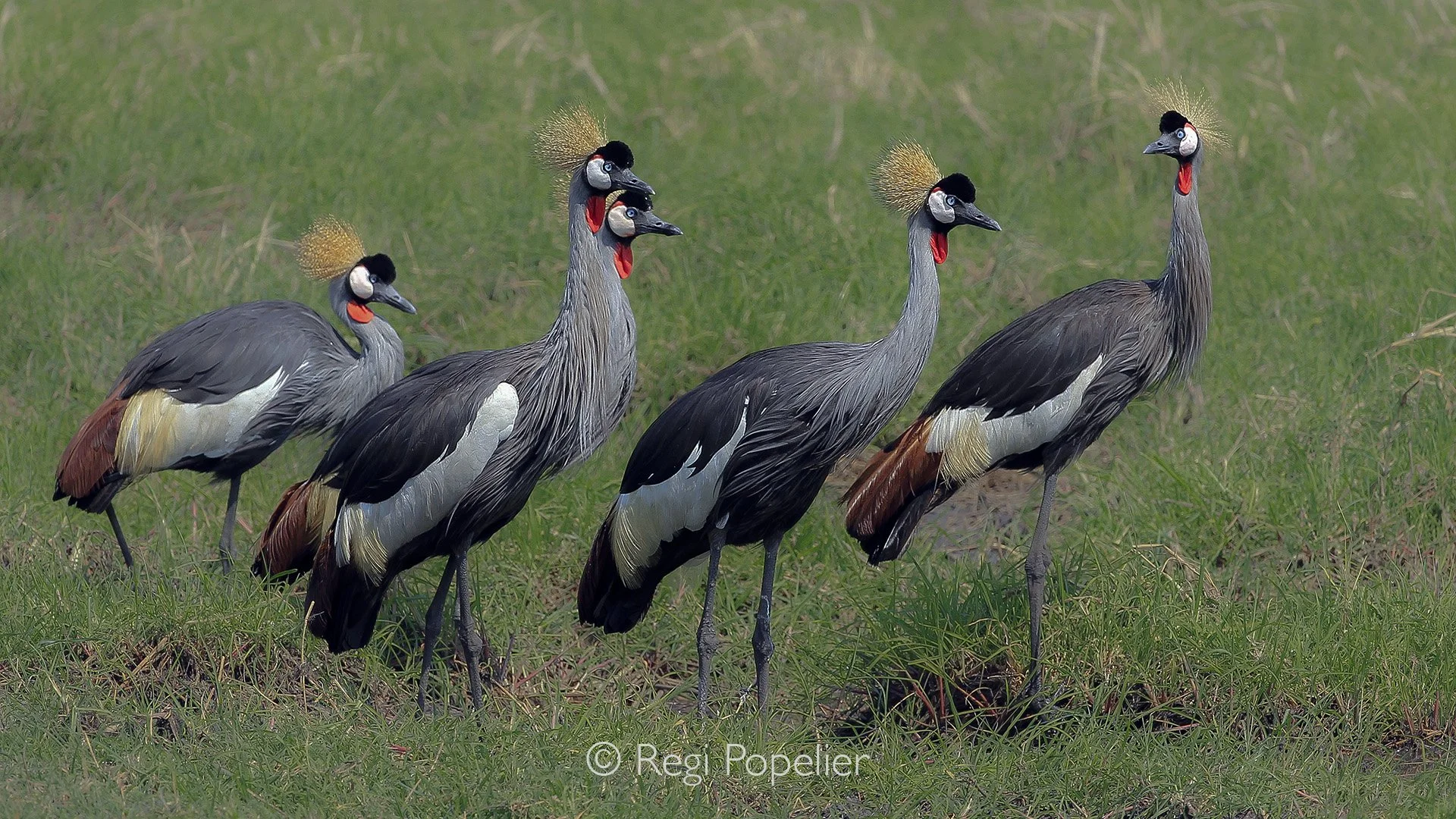 ZAMBIA022 - Flock of Grey Crowned Cranes. 