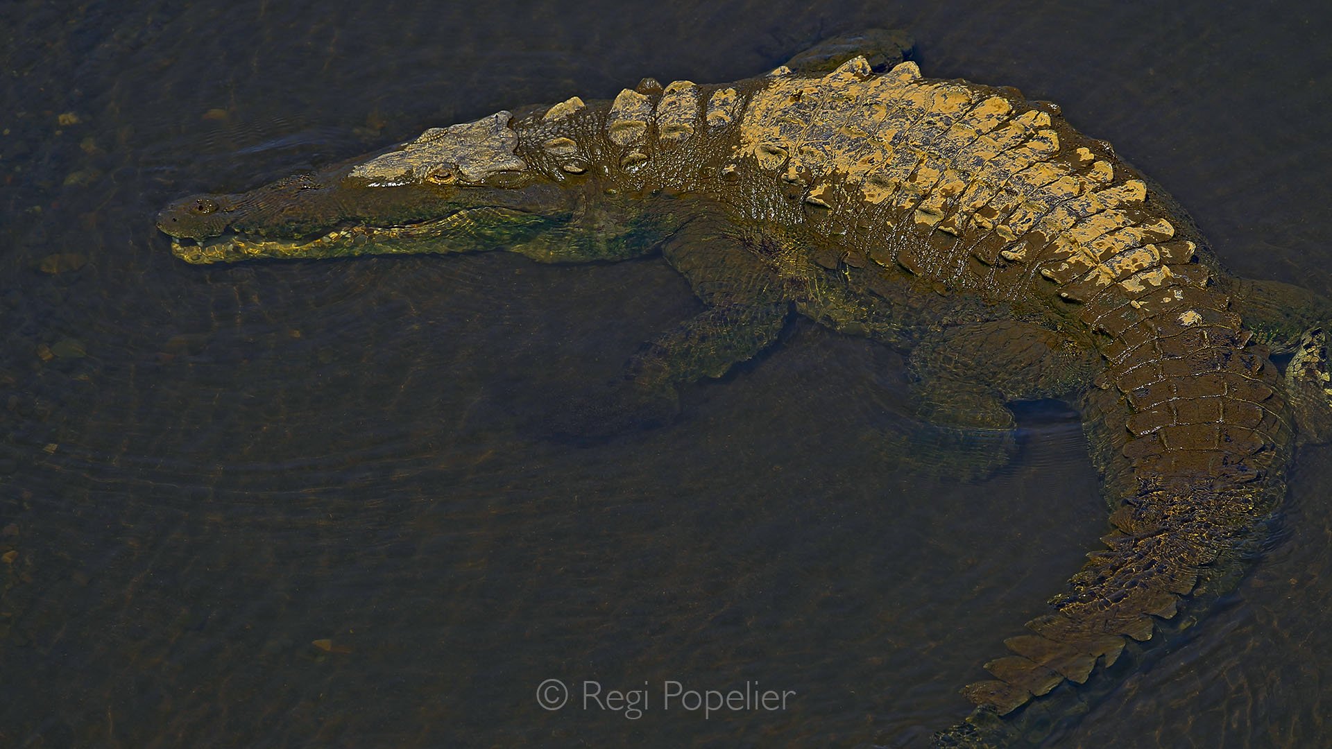 CR014 - Crocodile  who lies motionless on the riverbank, basking in the warm sunlight, its rough, scaly skin glinting as it soaks up the day’s heat.