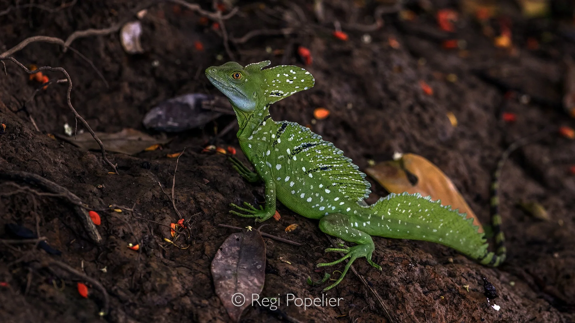 CR018 - Jesus christ lizard , what a beauty
