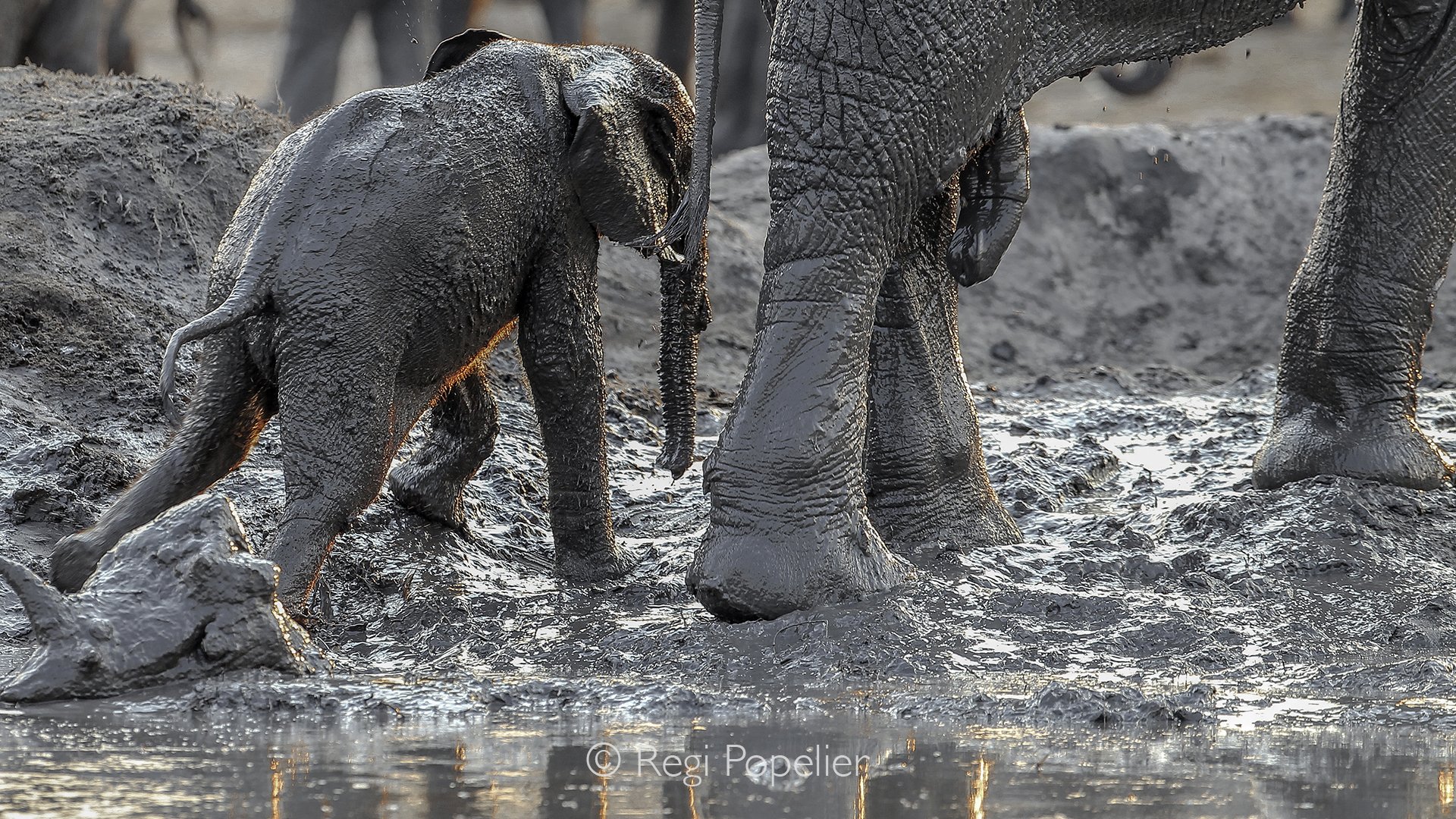ZIM021 - The gentle contrast of  the muddy youth and adulthood in the elephant herd.