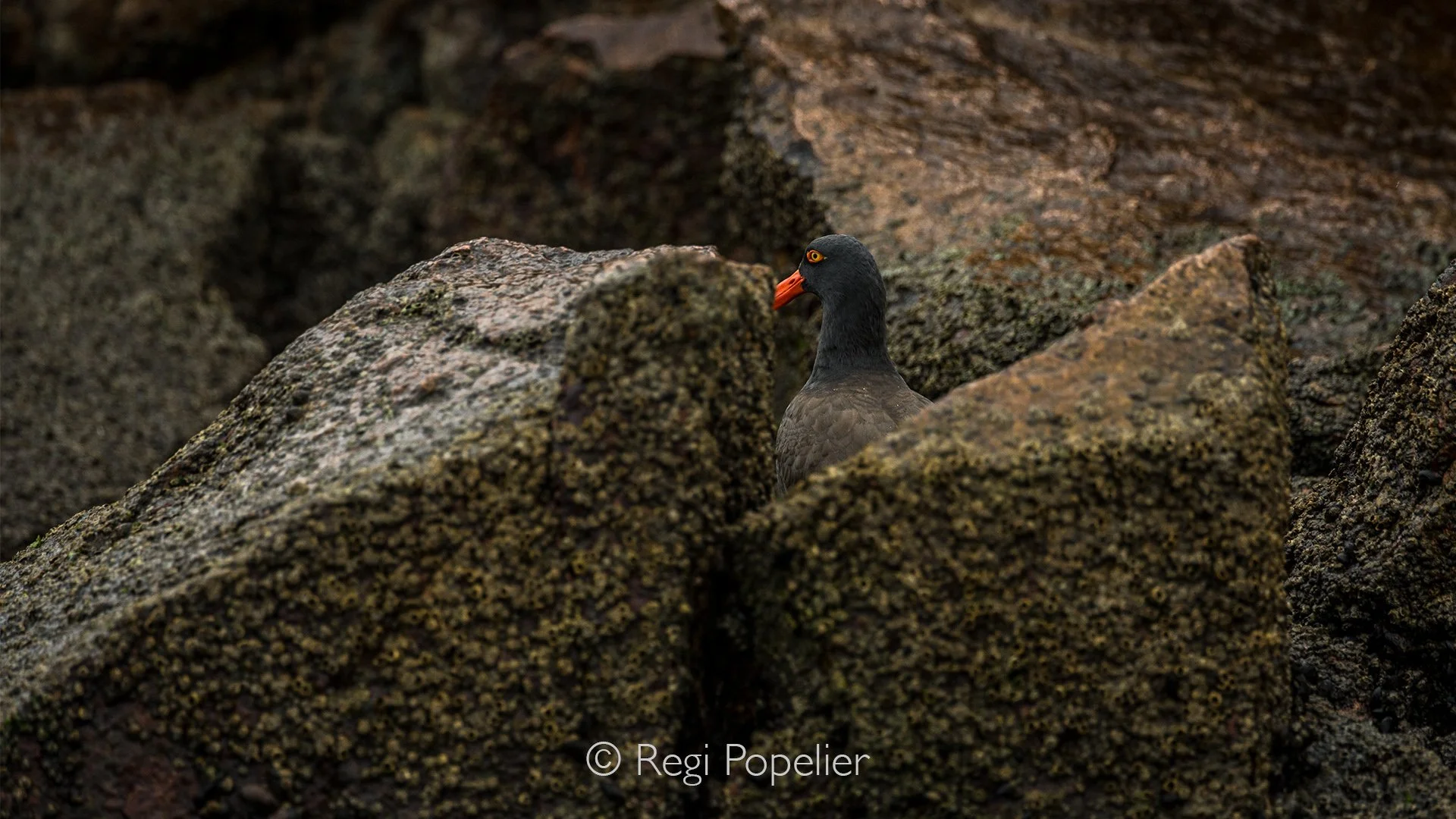 PERU017 - A delicate dance between bird, rock and sea shaped by the rhythm of the Pacific.
