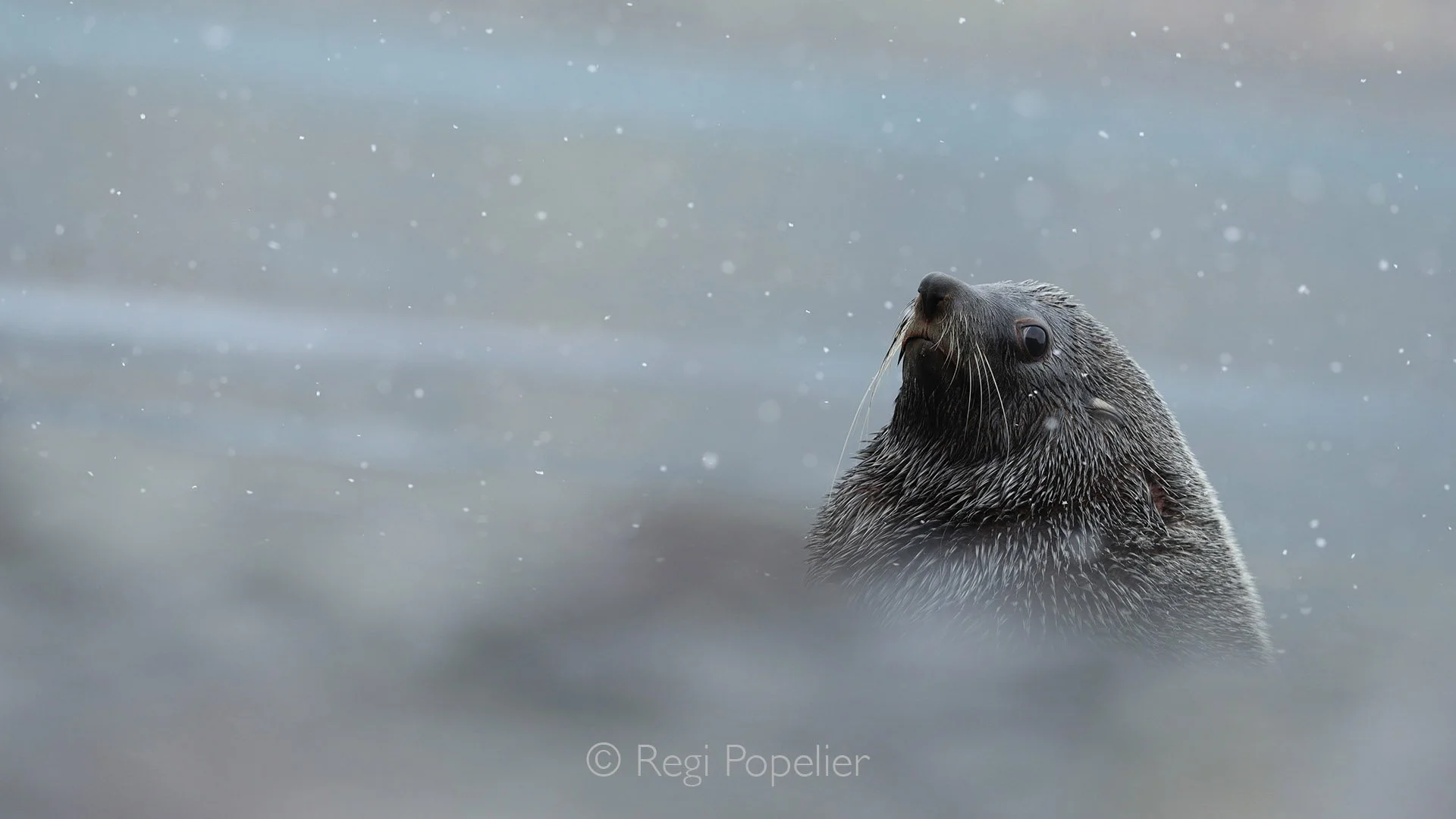 ANT005 - Magnificent male Antarctic fur seal standing proud as snow gently drifts onto his fur, a portrait of raw polar beauty.