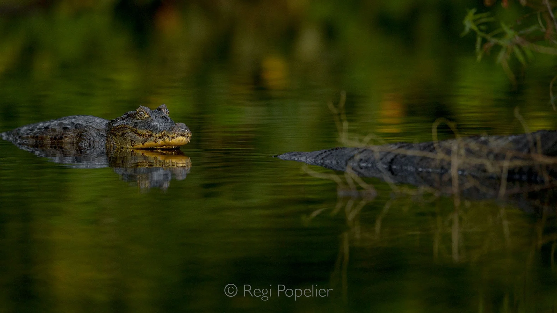BOL011 - Alligators lurking in the waters of the Bolivian Amazon  a glimpse into the wild heart of South America’s rainforest.