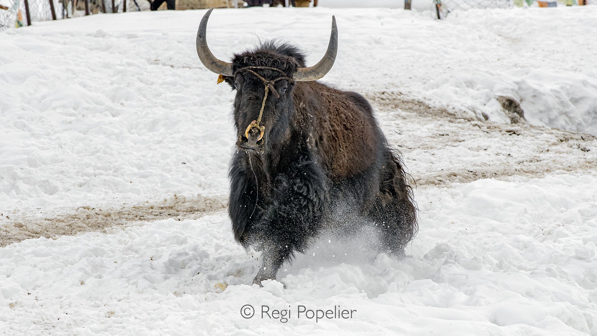 HIMA022 - Himalayan yak, a extremely useful animal for the locals. 