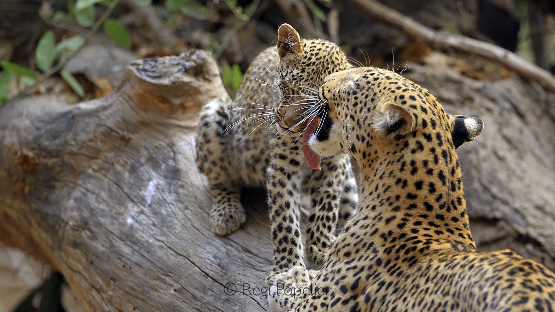 ZAMBIA030 - Cleaning time. 
