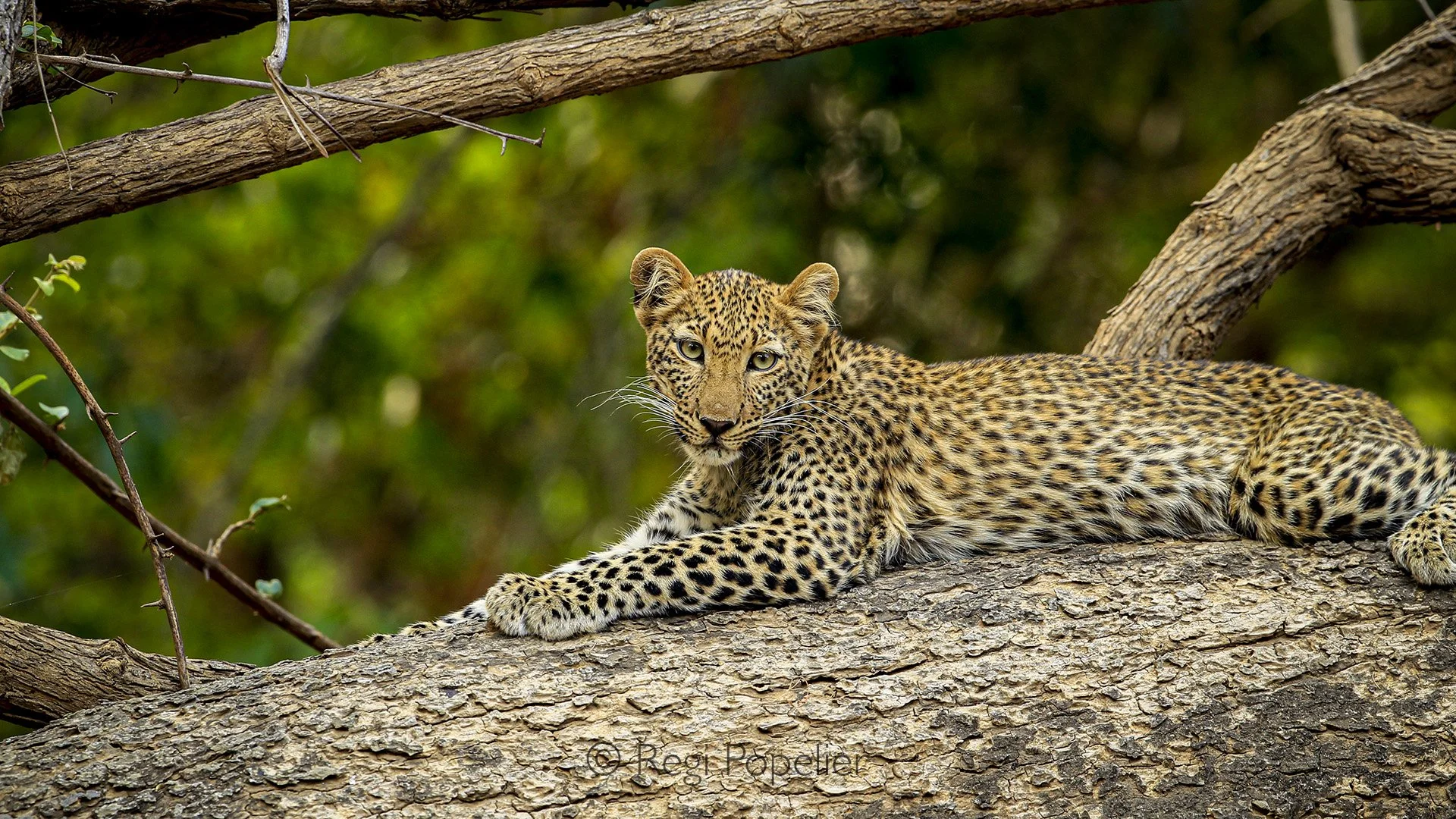 ZAMBIA029 -One of the 2 leopard cubs 