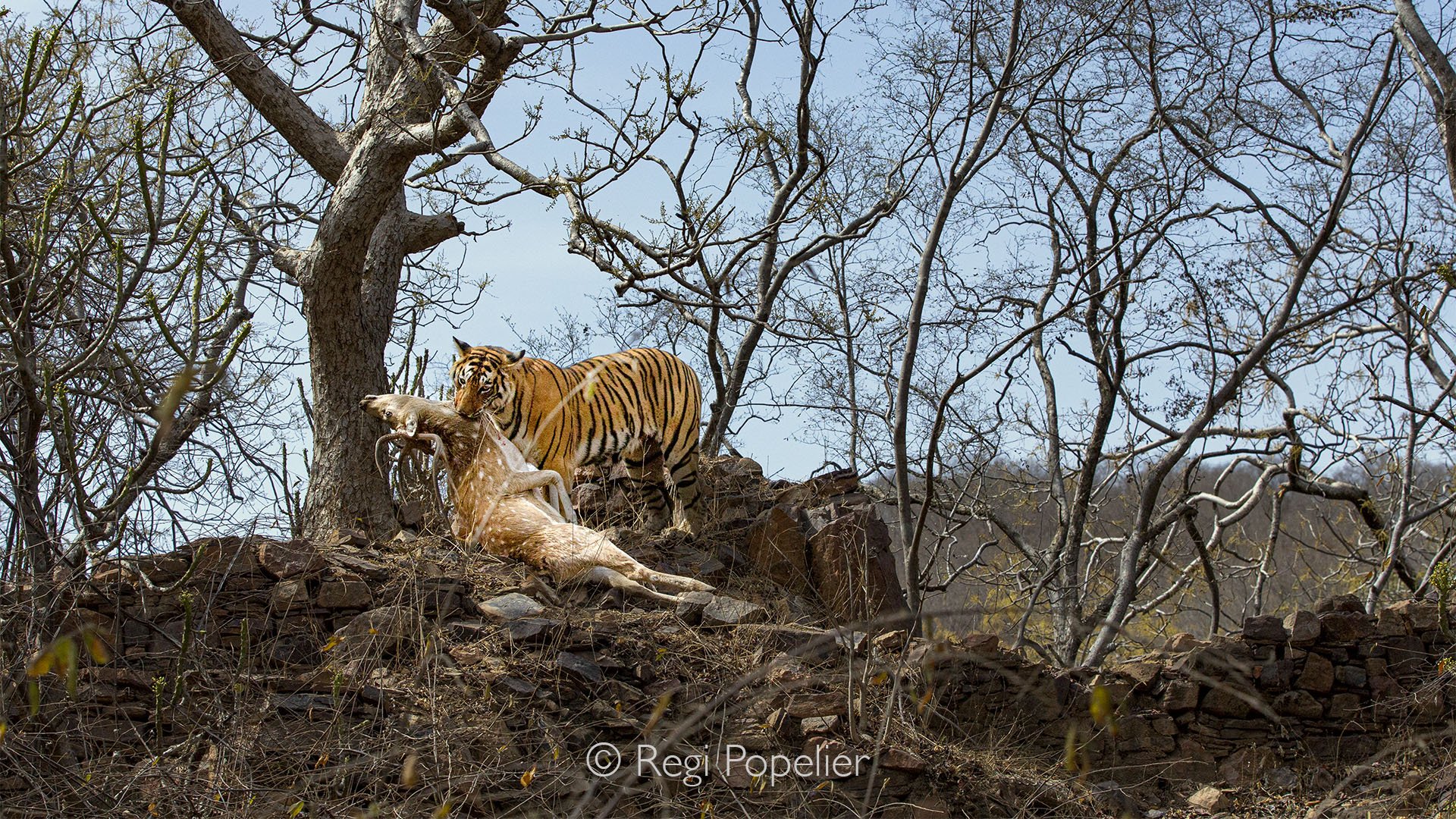 INDIA043 - Noon silence broken, while most visitors had left, we raced to the spot where Arrowhead had made her kill, dragging her prey to a quiet corner to feed her cubs. Nature’s raw drama, frozen through the lens.  