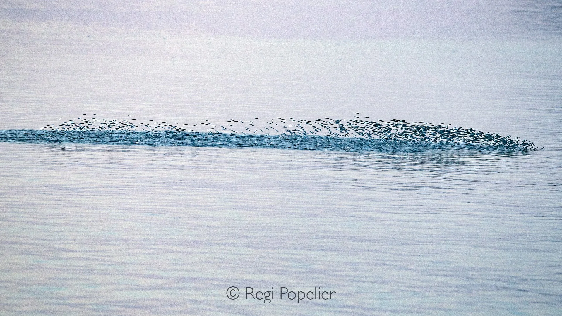 INDO057 - While sipping a beer on board the boat, gazing out at the endless sea, sudden bursts of movement caught my eye, schools of small fish leaping from the water, chased by unseen predators beneath the surface.