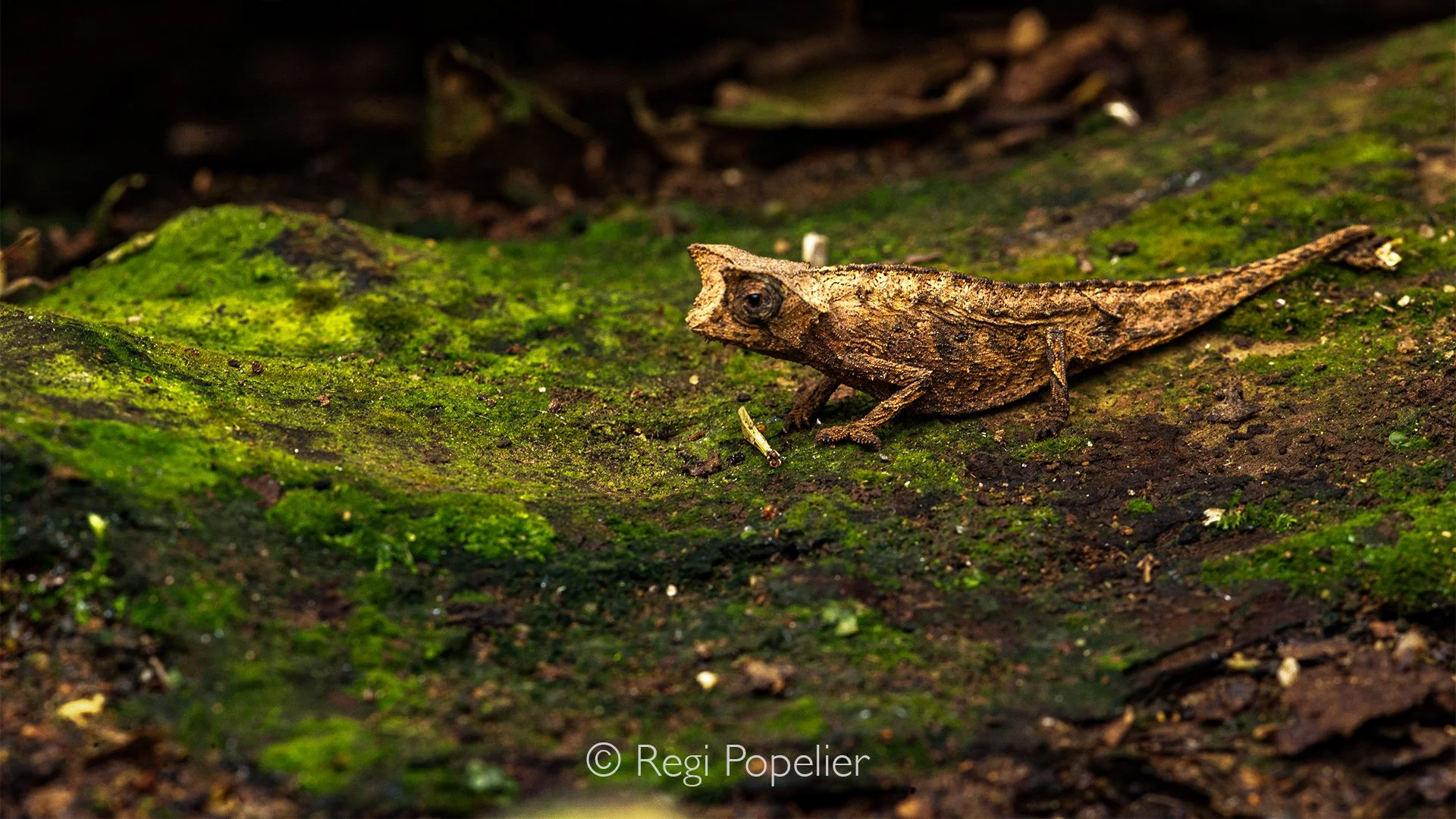 MADA018 - close up from Brookesia Nana