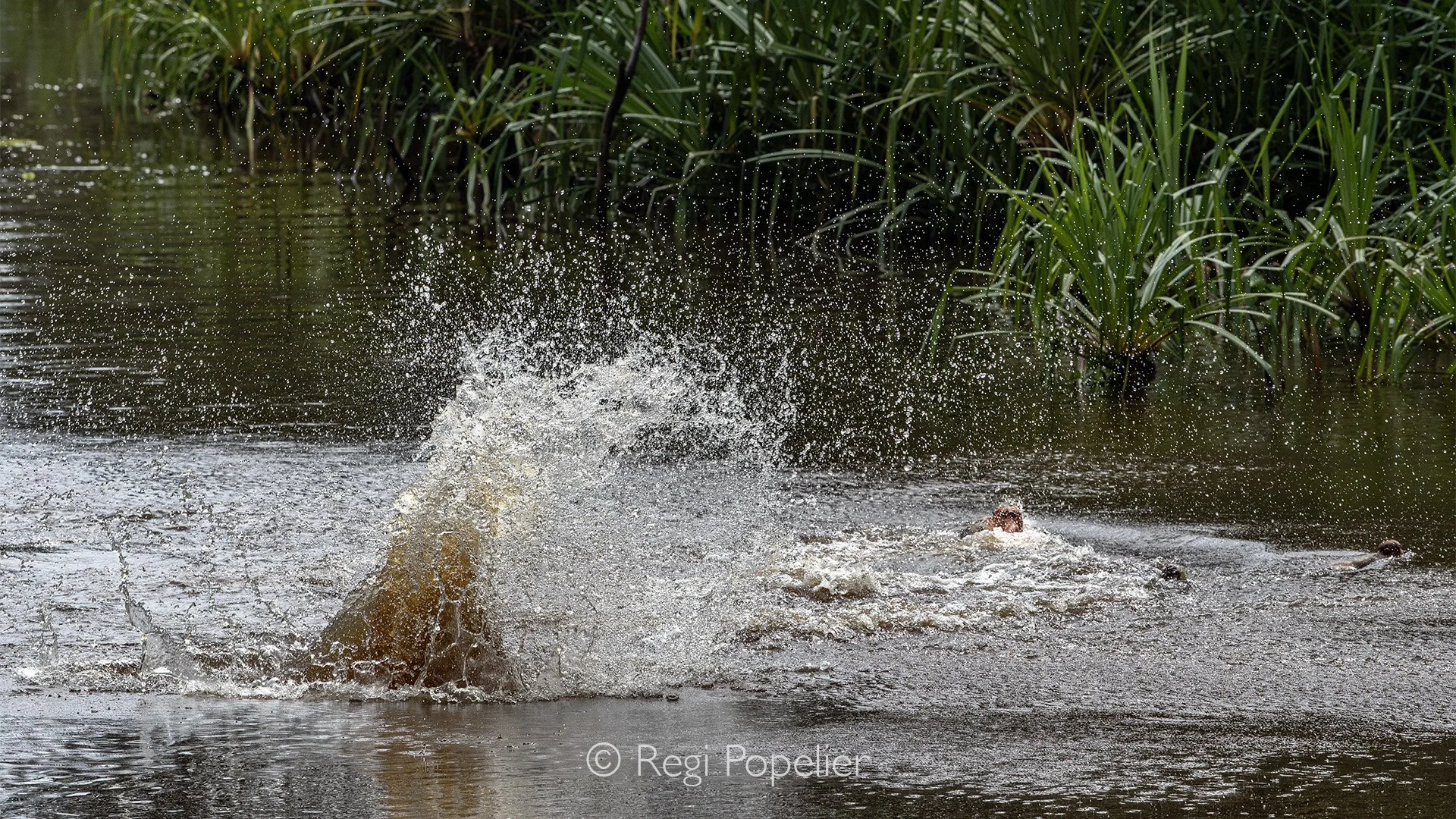 INDO007  Proboscis monkeys can leap over 10 meters from tree to tree, plunging straight into the river with incredible agility.