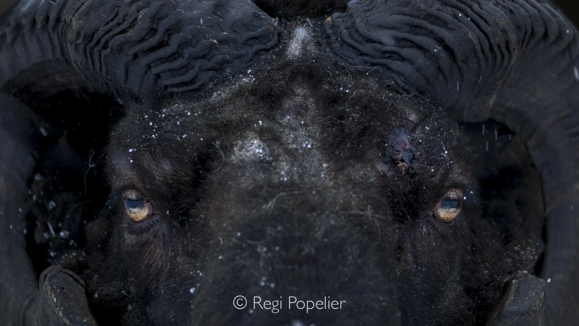 ICEL051 - Penetrating eyes from a black sheep male.