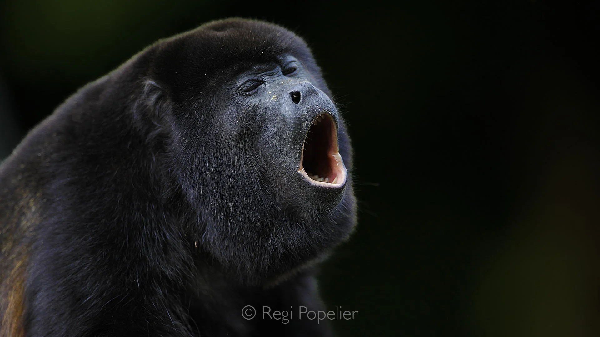 CR007 - This howler monkey lets out a deep, resonant howl, the throat vibrating as the powerful sound cuts through the forest, echoing across the canopy and marking its presence with undeniable intensity.
