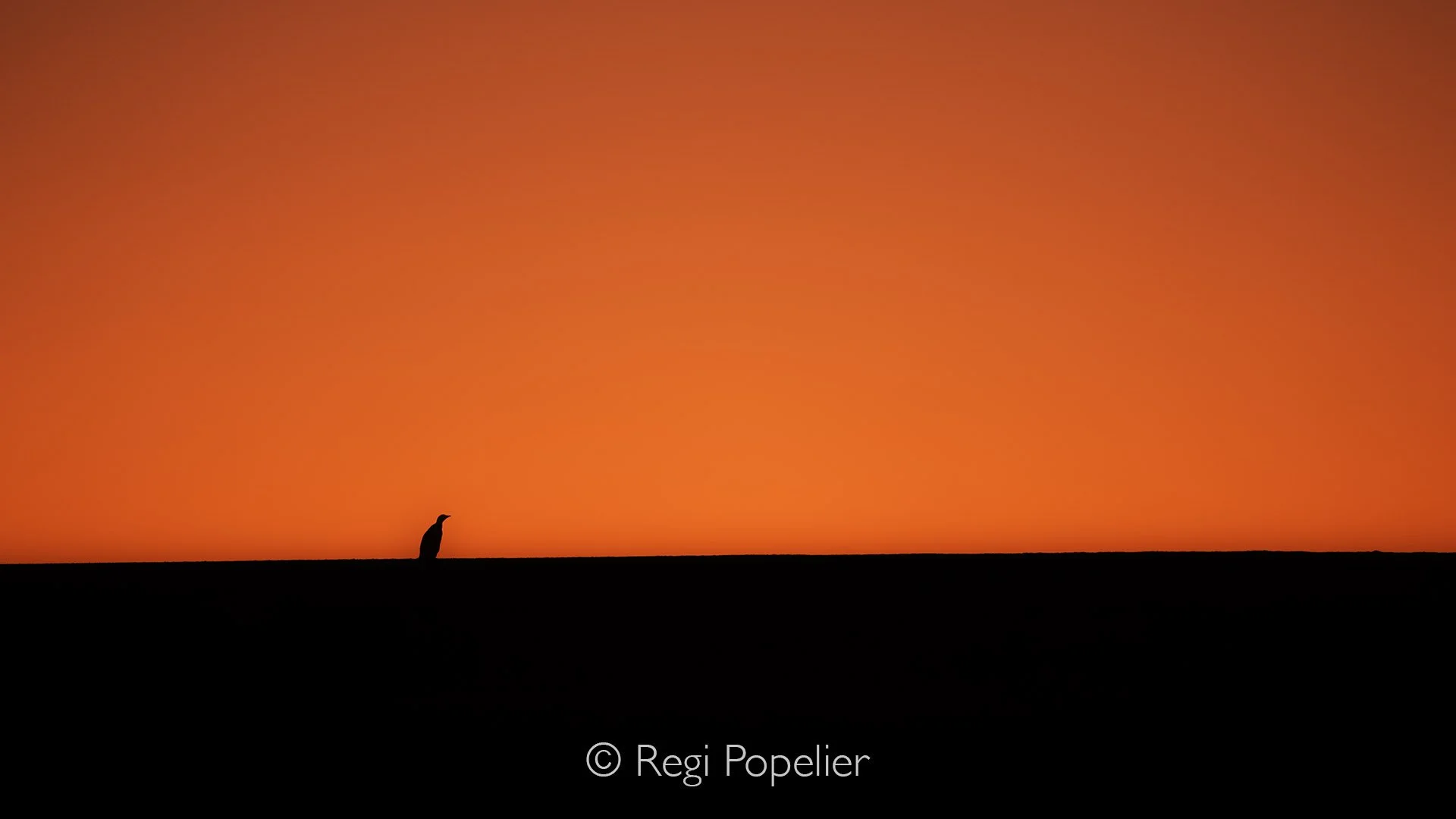 FAL045 - Gento Penguin Isolated on a hill during sunset.