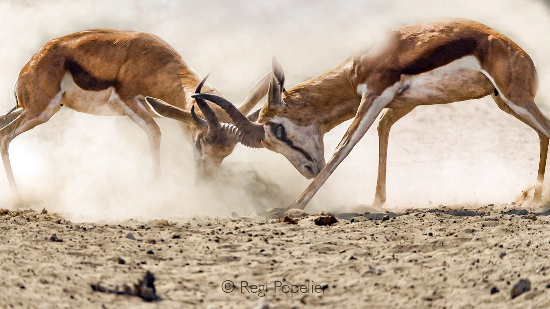 Namibia098 - A heavyweight clash in a lightweight division.