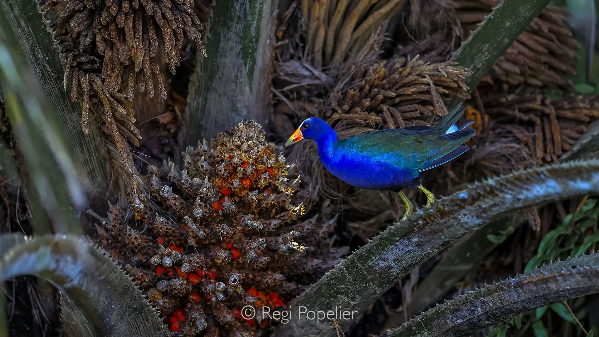 CR024 - Purple Gallinule stands nestled in the heart of a flowering palm tree, its vivid plumage contrasting brilliantly with the lush green leaves and colorful blossoms around it.