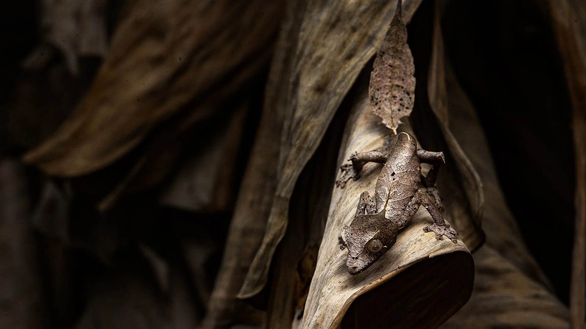 MADA031 - Uroplatus phantasticus 