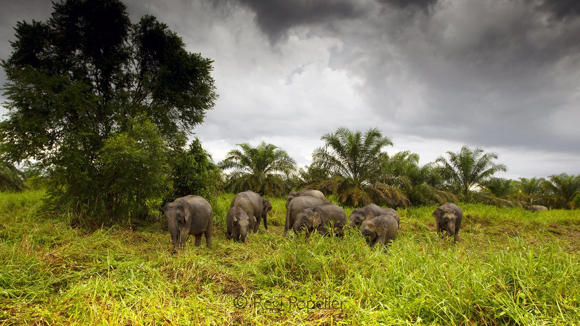 BOR002 - Elephants  standing in the tall grasses along the Kinabatangan River. Peaceful and illustrative image of Borneo’s lush ecosystem.
