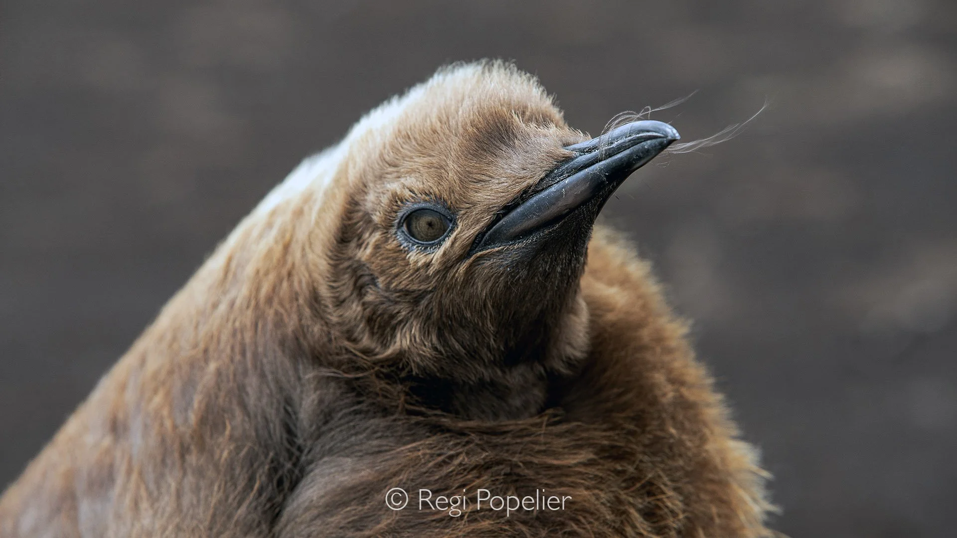 FAL021  - Close up from a juvenile King penguin.