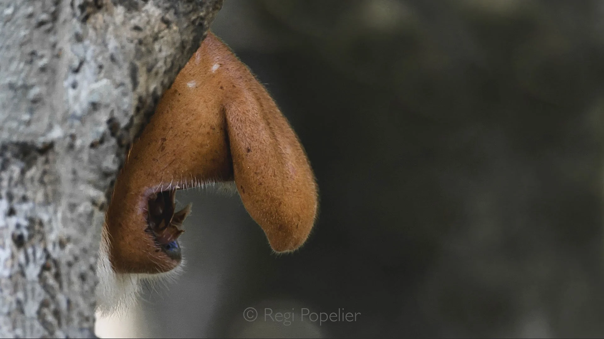 BOR013 - A moment frozen in the rainforest: The proboscis monkey pauses, revealing the distinctive feature that makes this species unforgettable.