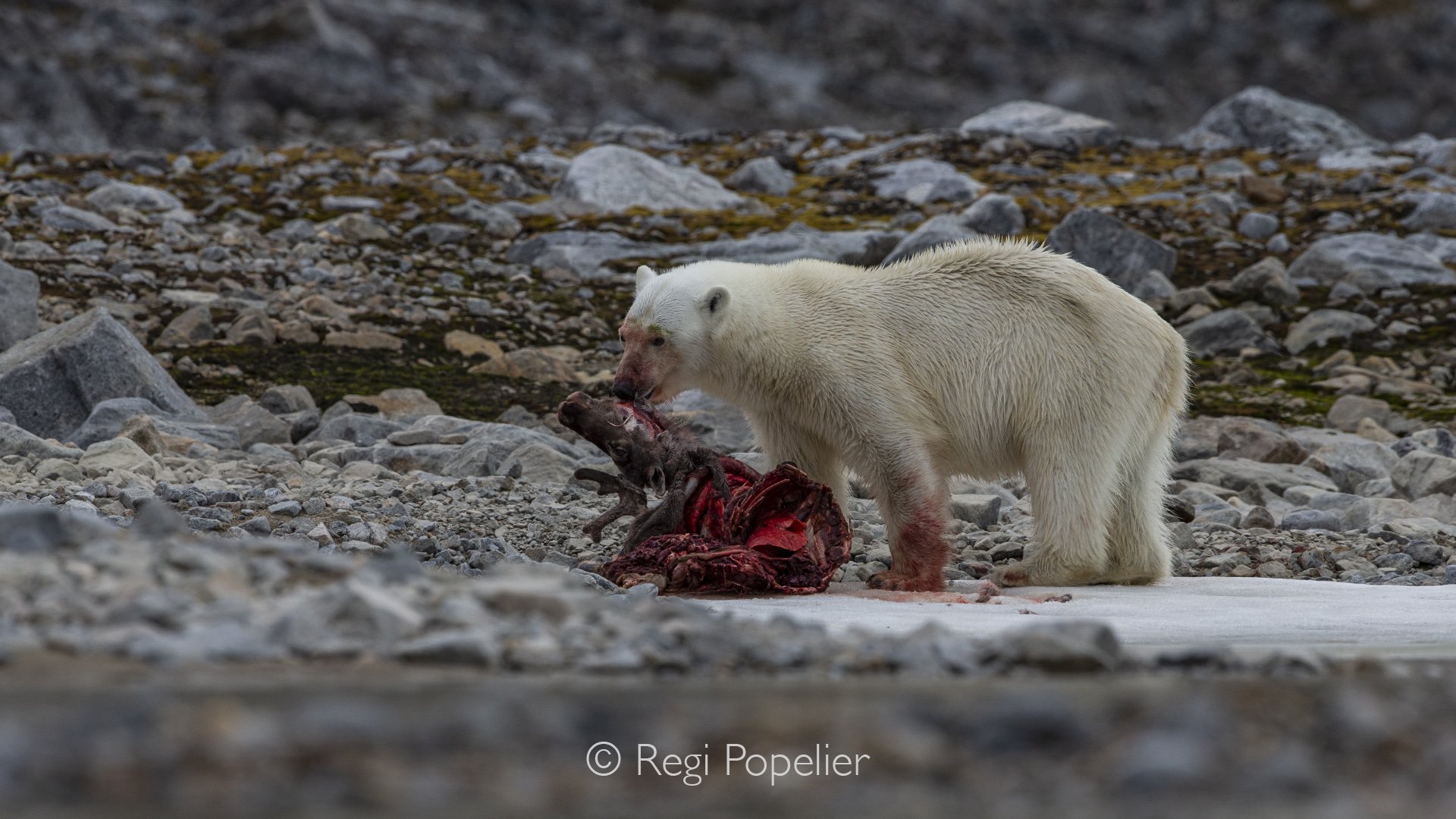 NPOLE051 - Powerful jaws and sharp teeth allow the polar bear to pull apart large pieces of flesh with ease. A raw and compelling moment that illustrates the natural cycle of survival in the High Arctic, where every meal is precious.