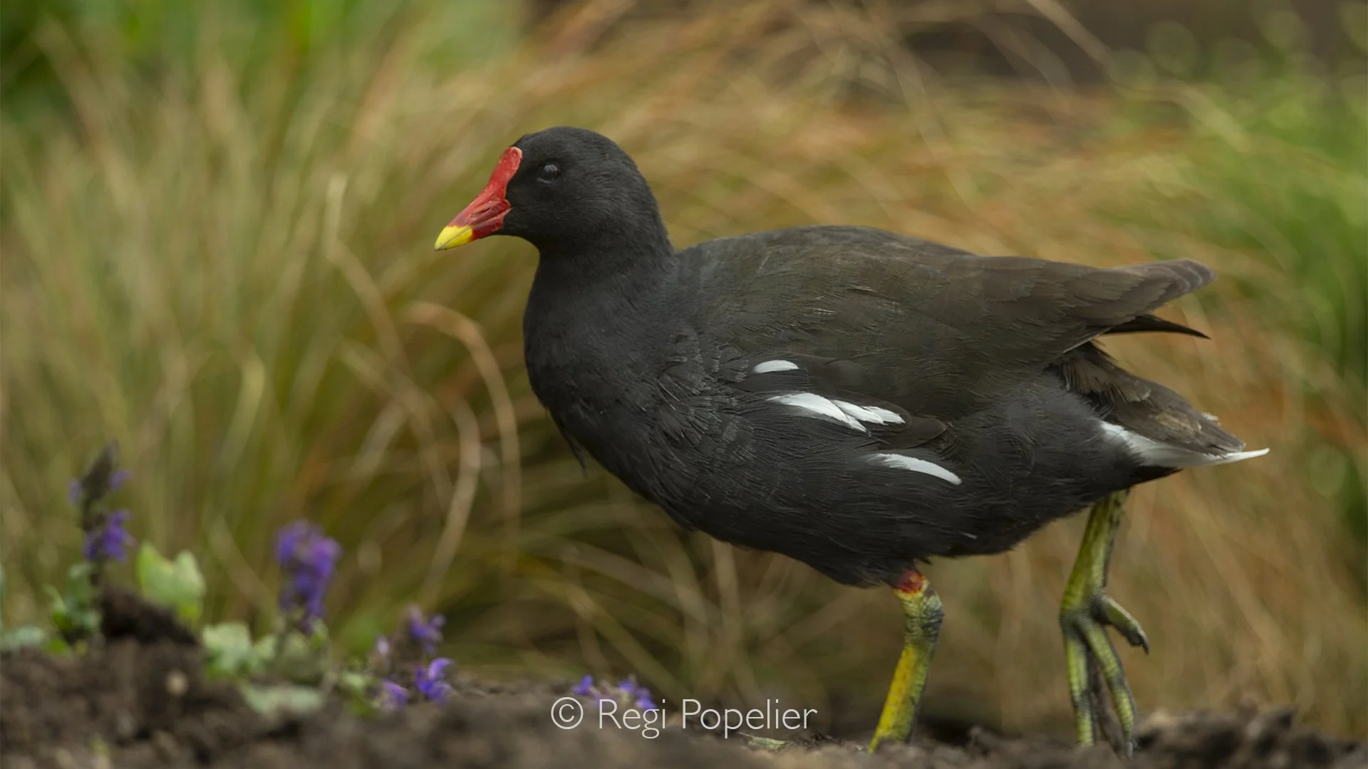 Scotland068 - A moorhen moves quietly through the reeds, perfectly at home in the peaceful waters of its natural wetland habitat.