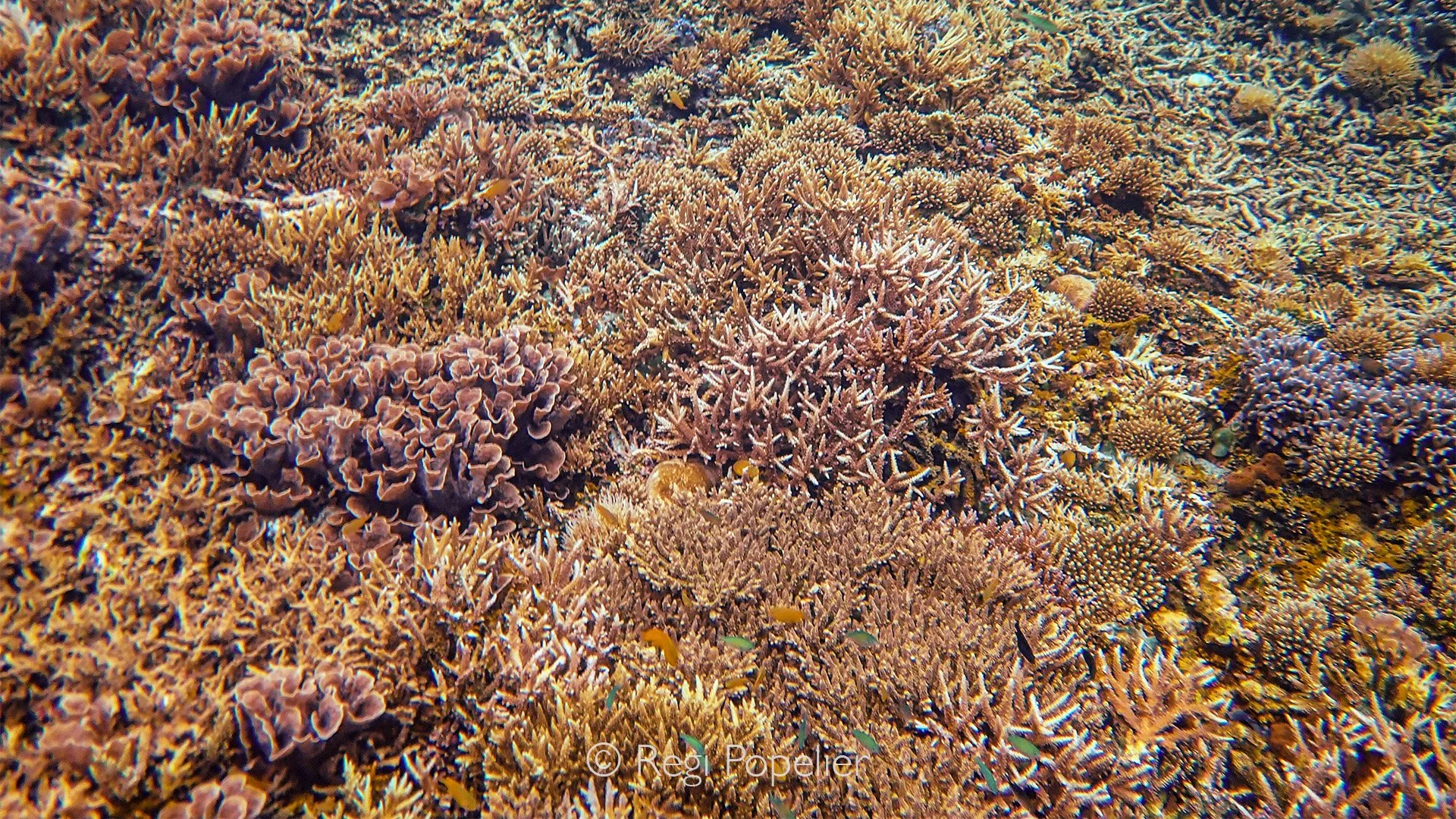 INDO102 - Another hard coral atoll, with vibrant green chromes  prominently featured in the foreground of this image.