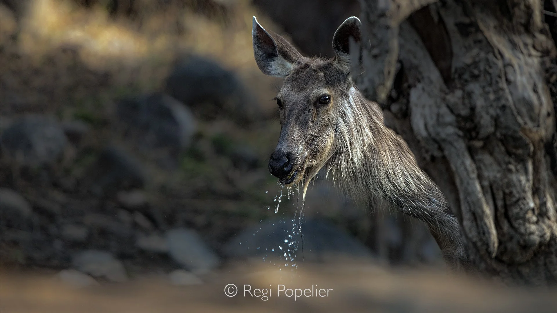 INDIA030 - Female Sambar deer at the waterhole eating water plants. 