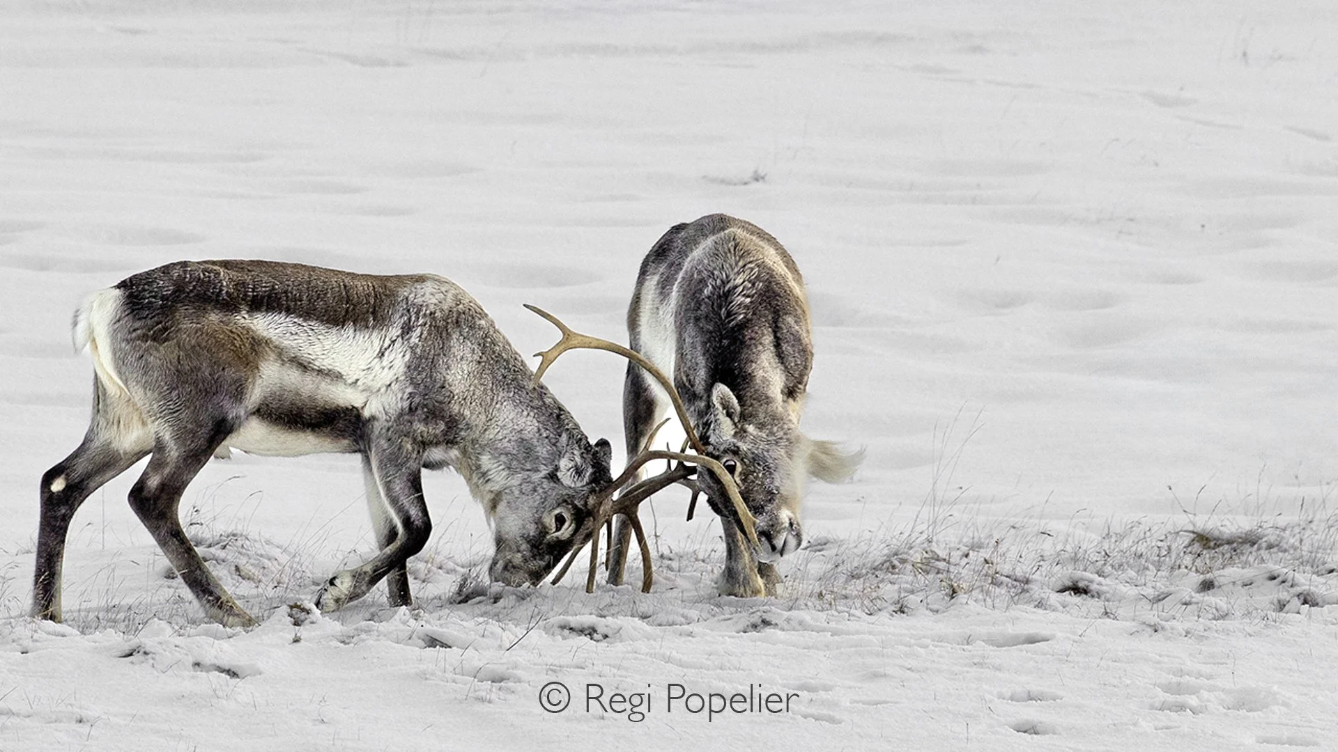 ICEL038 - Strength meets strength