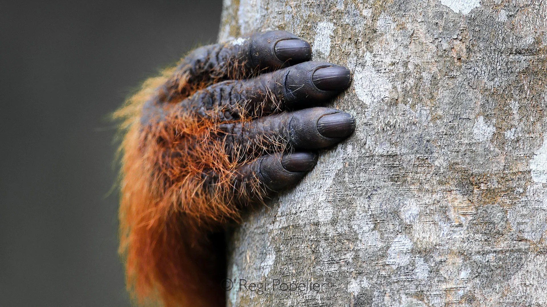 INDO071 - Detail of the hand shape , great resemblance with the hand of human.  