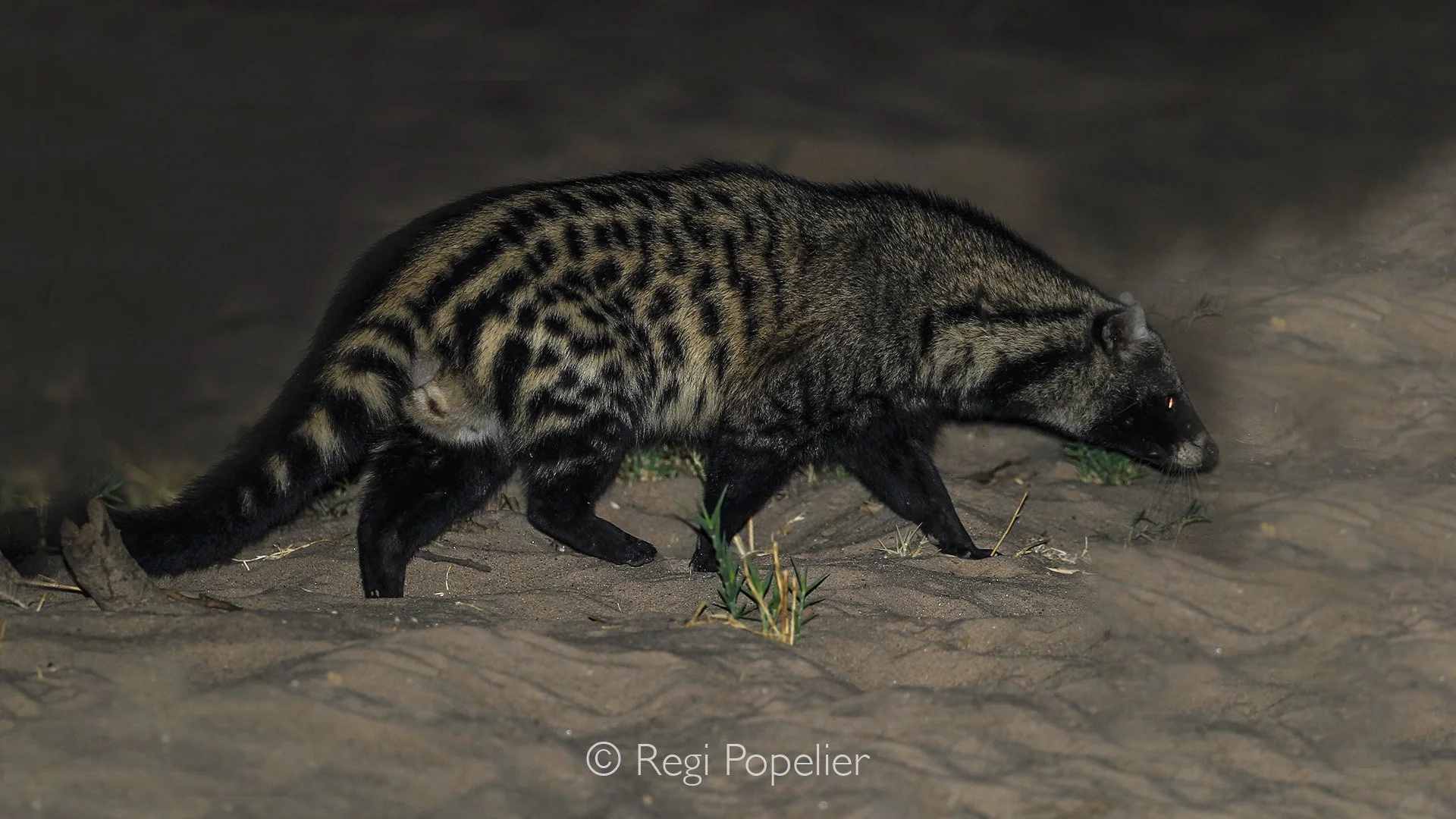 ZAMBIA021 - The African civet 