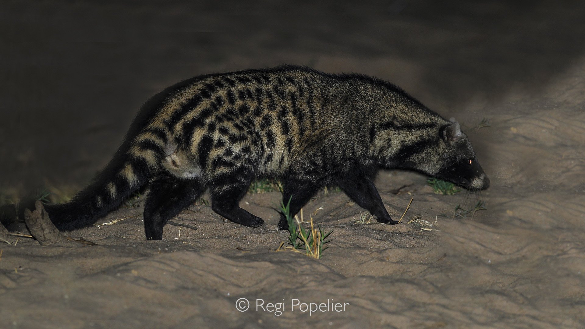ZAMBIA020 - The African civet. 