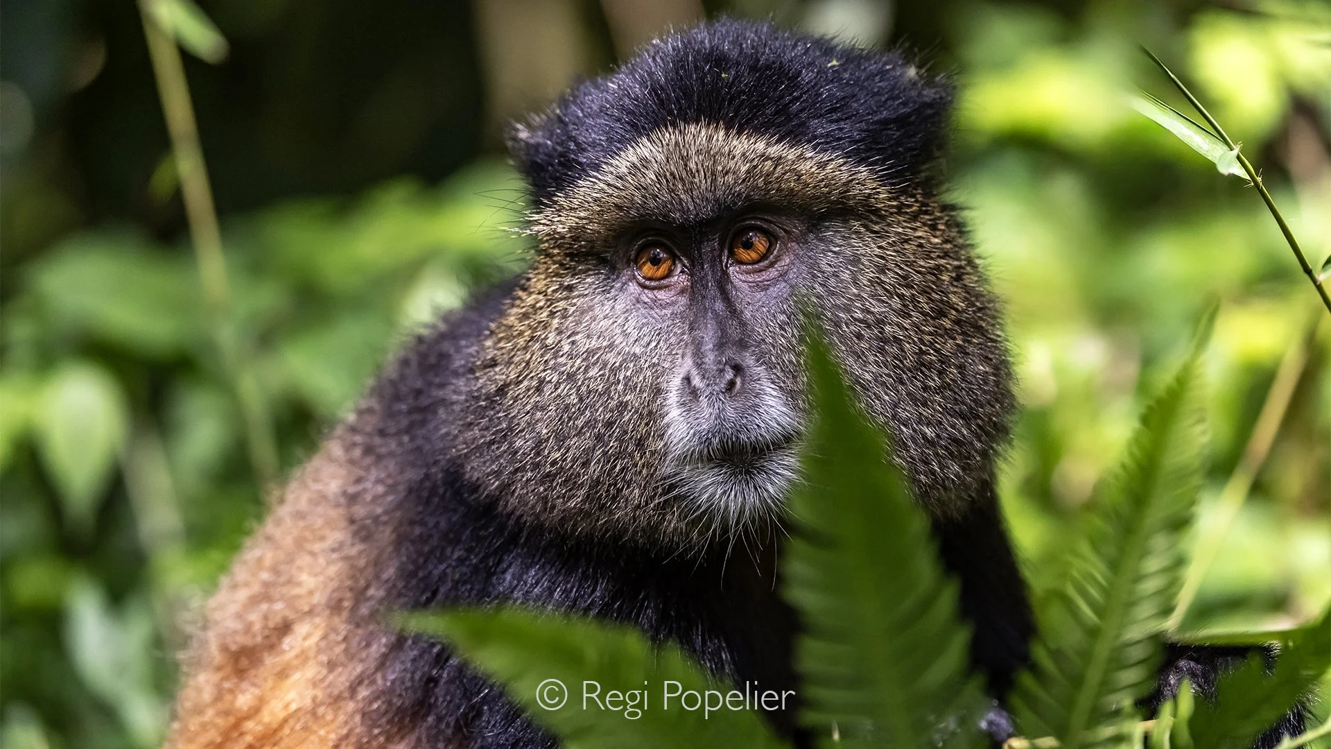 RWANDA052  - Watching and photographing these endangered primates move naturally through their ancient habitat is a privilege, offering a glimpse into one of the last strongholds of this remarkable species and the fragile ecosystem on which its futur