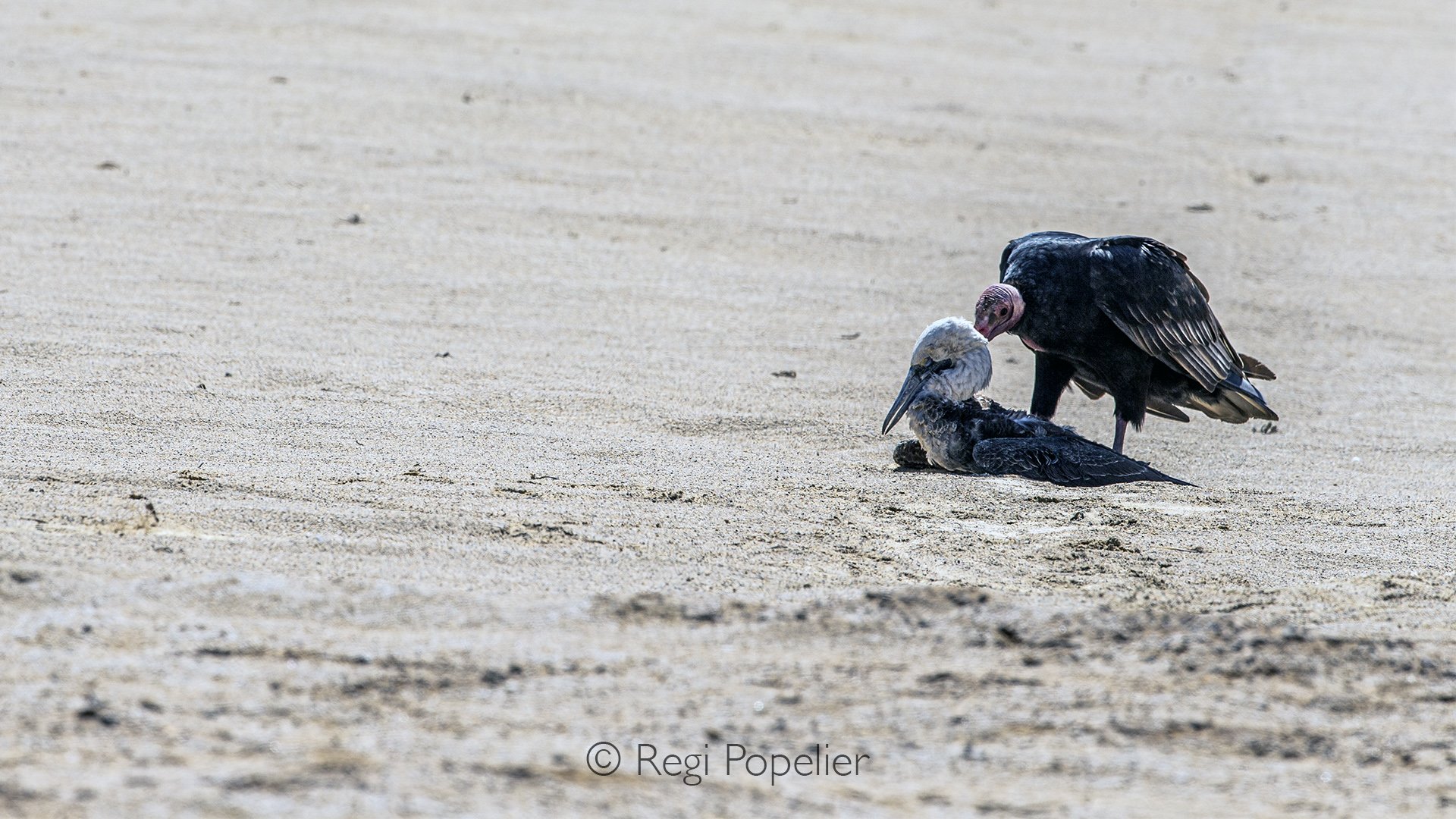 PERU027 - A red headed vulture descends upon the remains of a blue-footed booby, revealing the often unseen reality of nature along Peru’s coastline. In the harsh rhythm of survival, nothing is wasted, the end of one life becomes nourishment for anot
