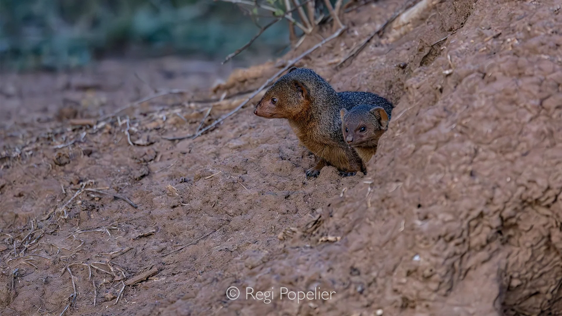 RWANDA084  - From the entrance of an old termite mound, a family dwarf mongoose cautiously peeks outside,  alert eyes scanning the surroundings before stepping into the open. This small predator has transformed the abandoned structure into a safe ref
