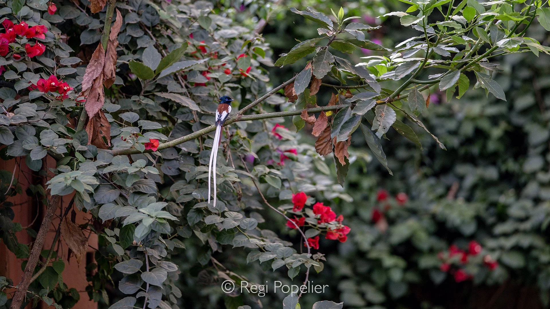 ETH024 - Paradise fly-catcher. 