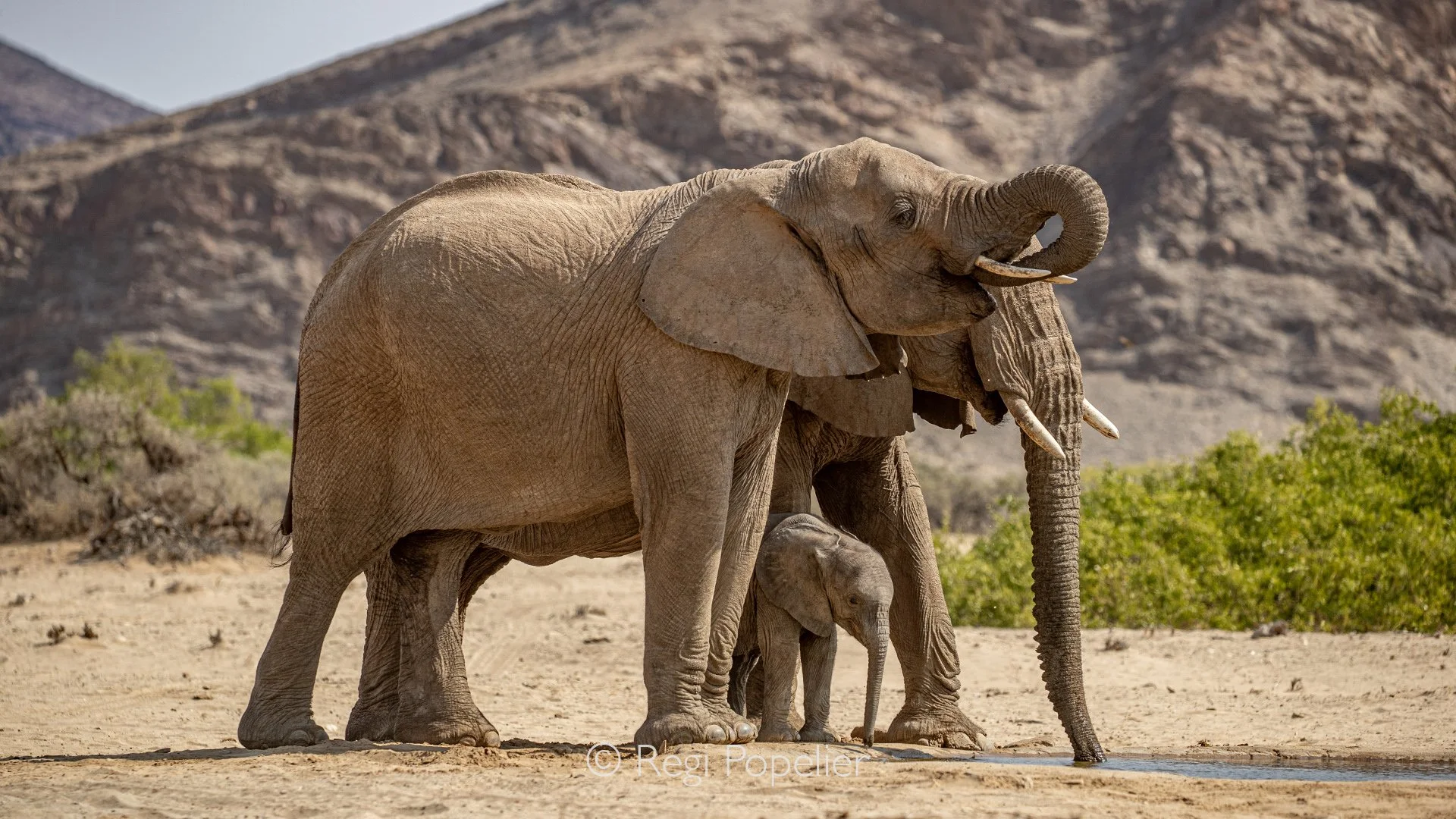 Namibia090 -Capturing a matriarch alongside her daughter and calf drinking together perfectly visualizes the complex social framework of Damaraland’s desert elephants. In this hyper arid environment, the matriarch’s long term memory is the herd's ult