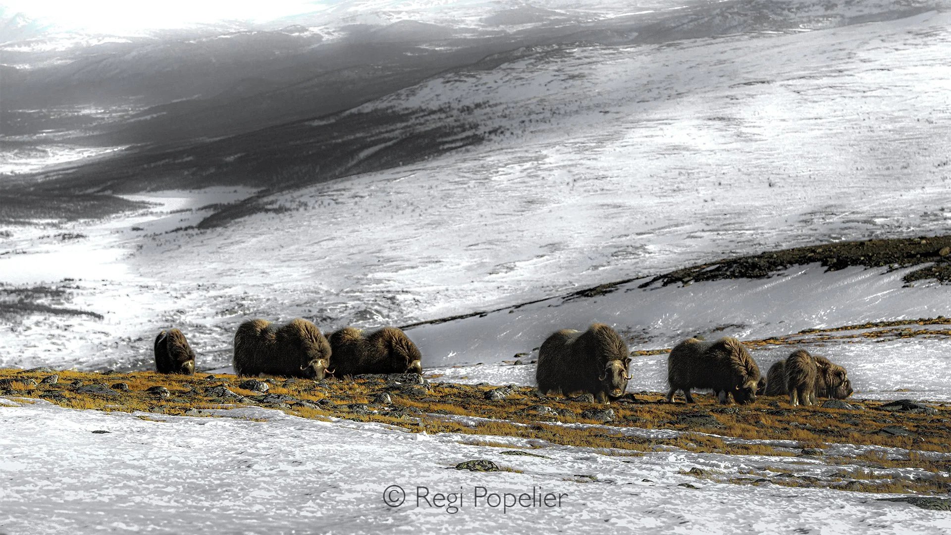 NORWAY055 - Against mountains, ice, and endless snow, the musk ox reminds us that some species have remained virtually unchanged since the last Ice Age, a masterpiece of survival sculpted by nature itself.