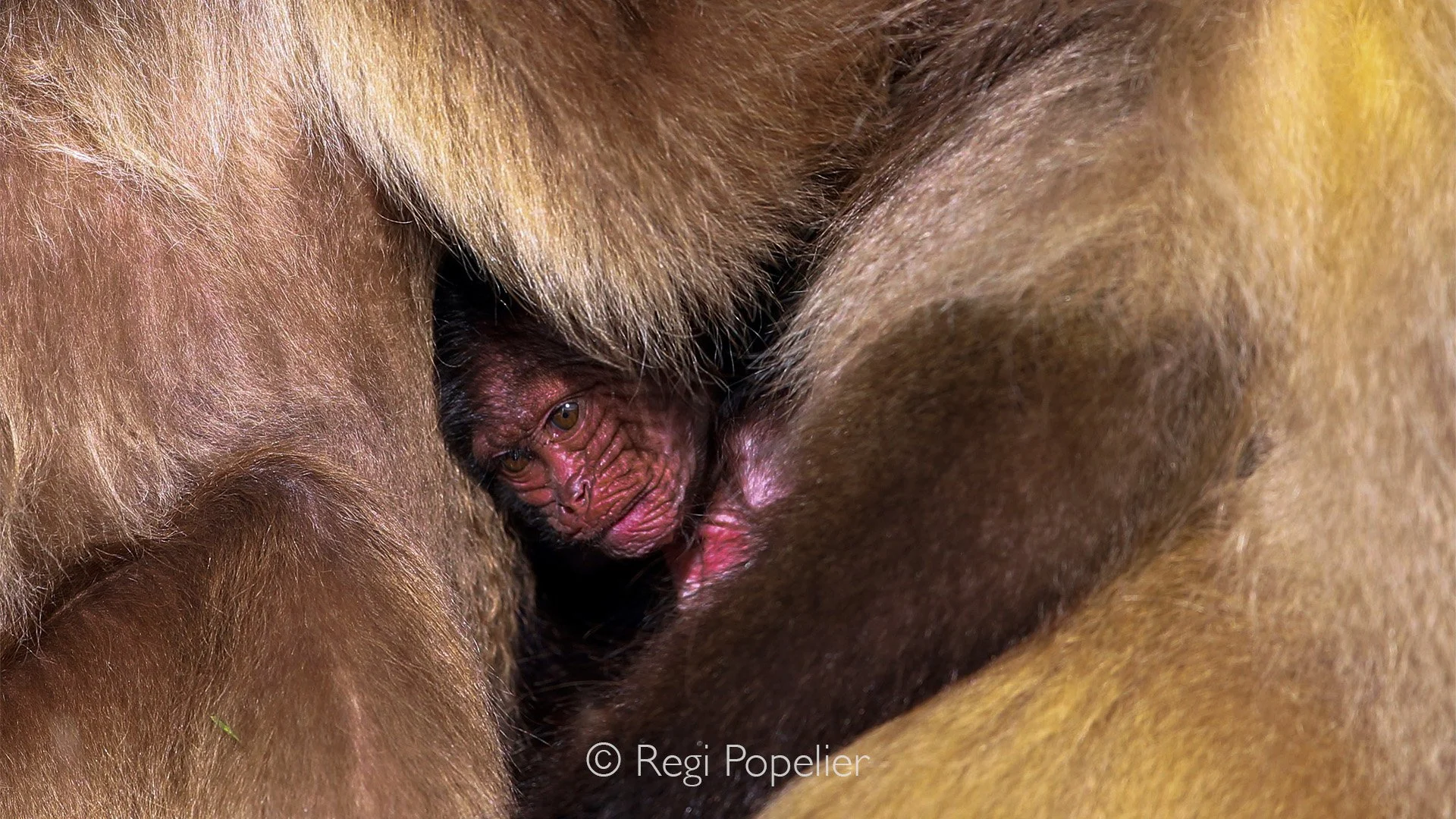 ETH062 - Baby Gelada or bleeding hart baboon peeping out the body's of grooming parents.