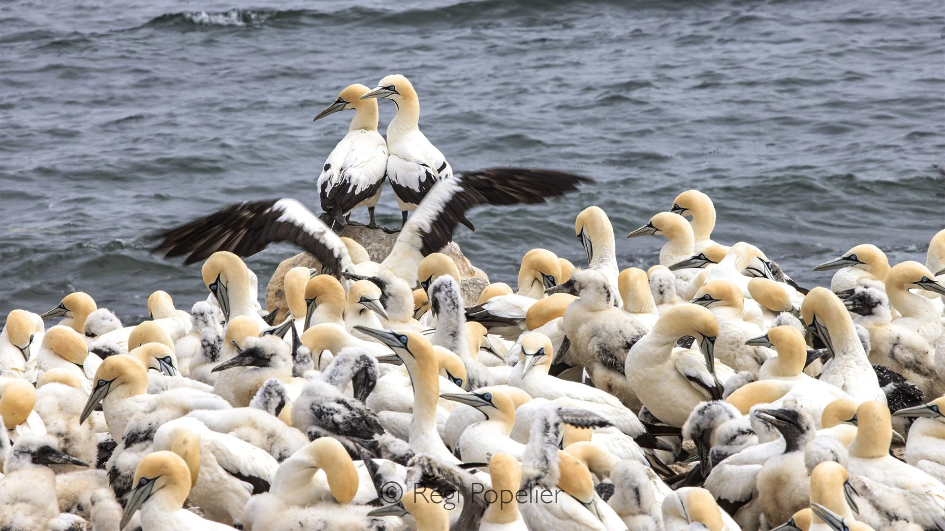 South Africa055 - Several gannets gather shoulder to shoulder, their long necks stretched upward and heads turned toward the open sky. Through my lens, their individual personalities become part of a larger composition, a beautiful celebration of tog