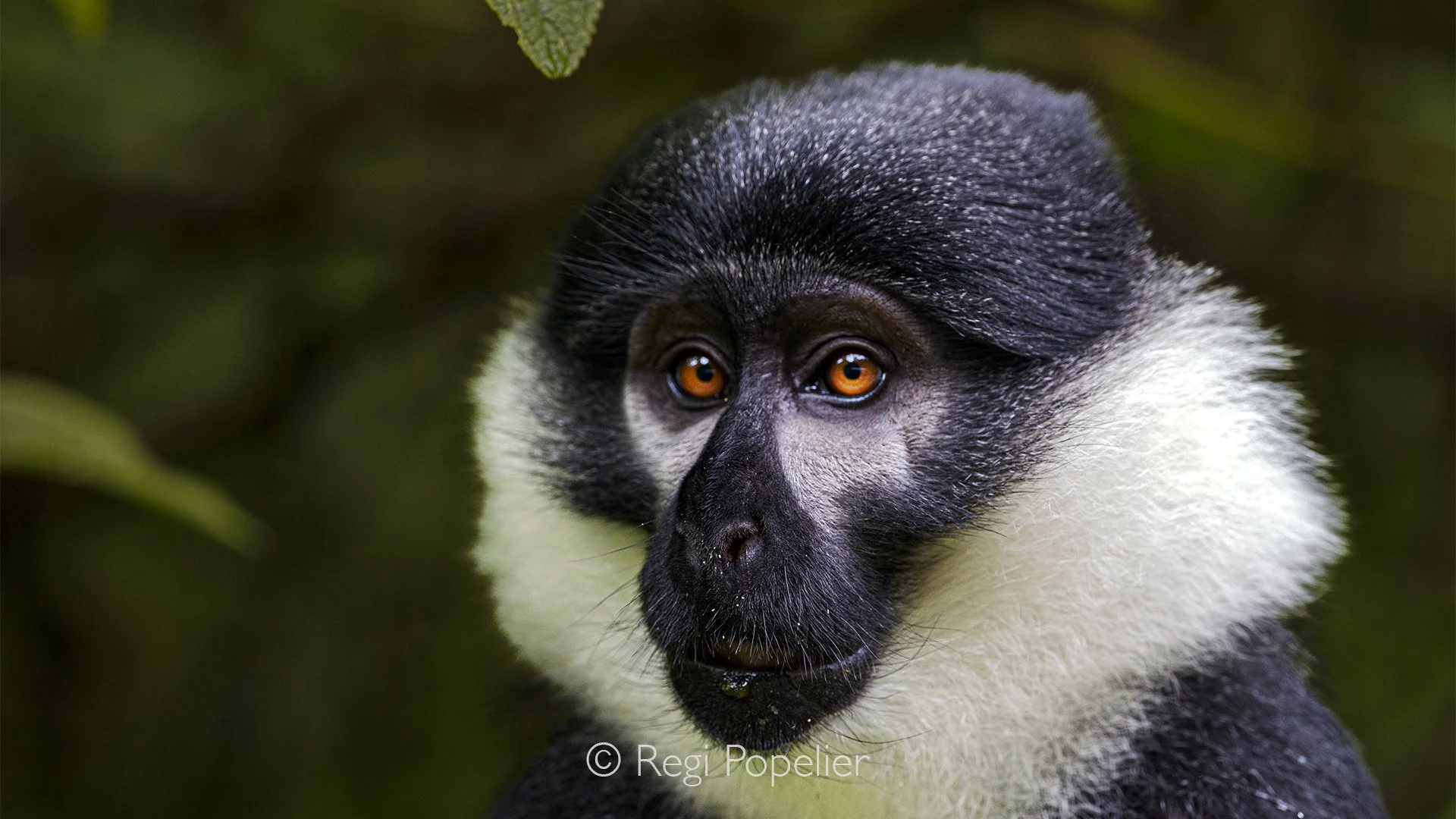 RWANDA049  - Every deliberate movement reflects the patience and adaptability required to survive within Rwanda's rich montane rainforest ecosystem.