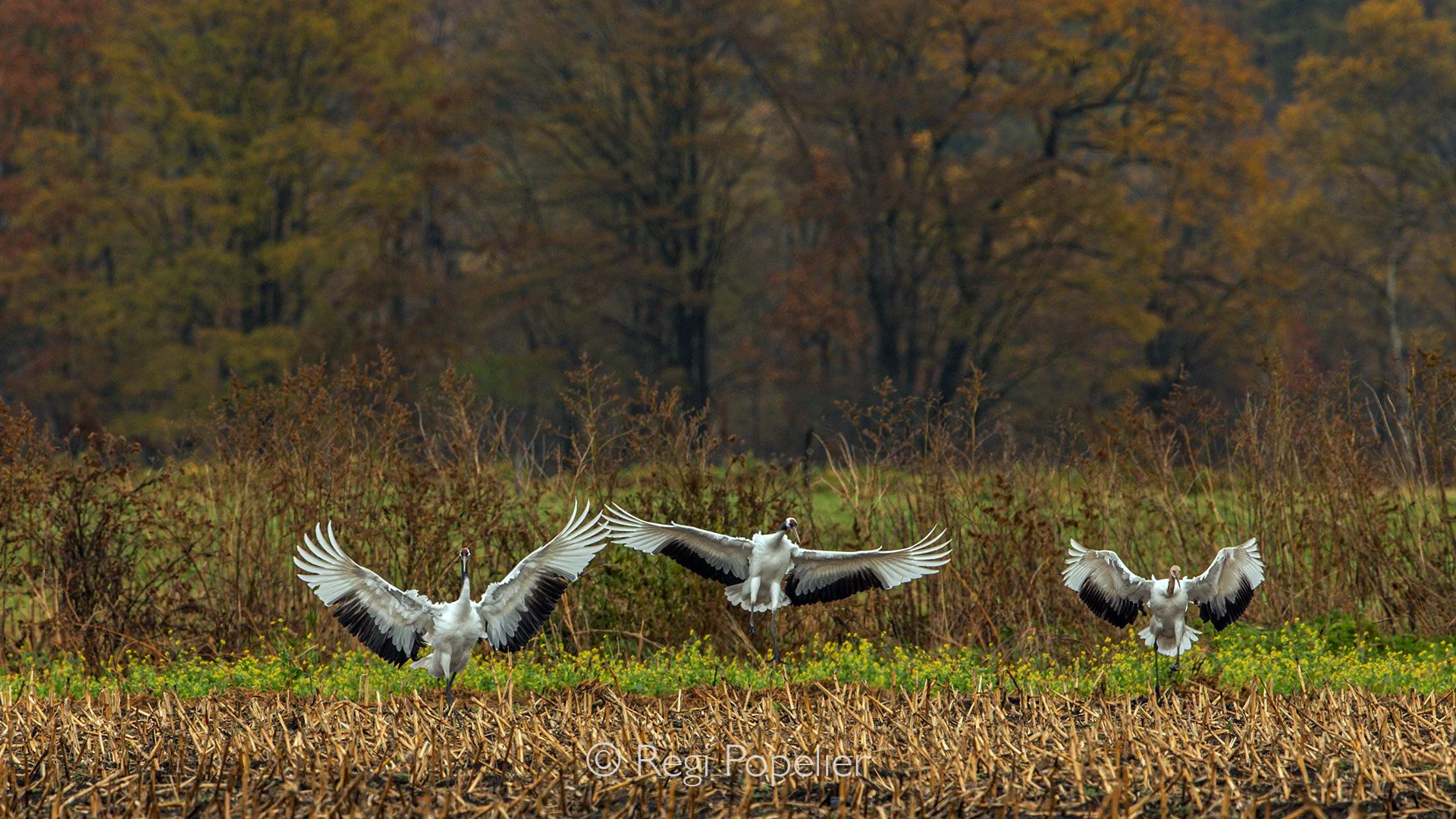 HOK004 - Perfect landing 