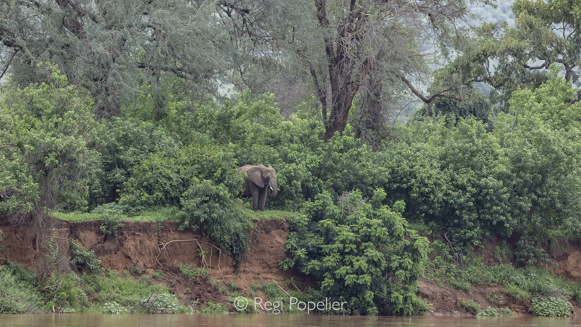 South Africa089 - A magnificent elephant bull stands quietly on the edge of the Limpopo River, his massive silhouette rising above the riverbank. With the ancient waters flowing beside him, he seems perfectly at home in this wild landscape.