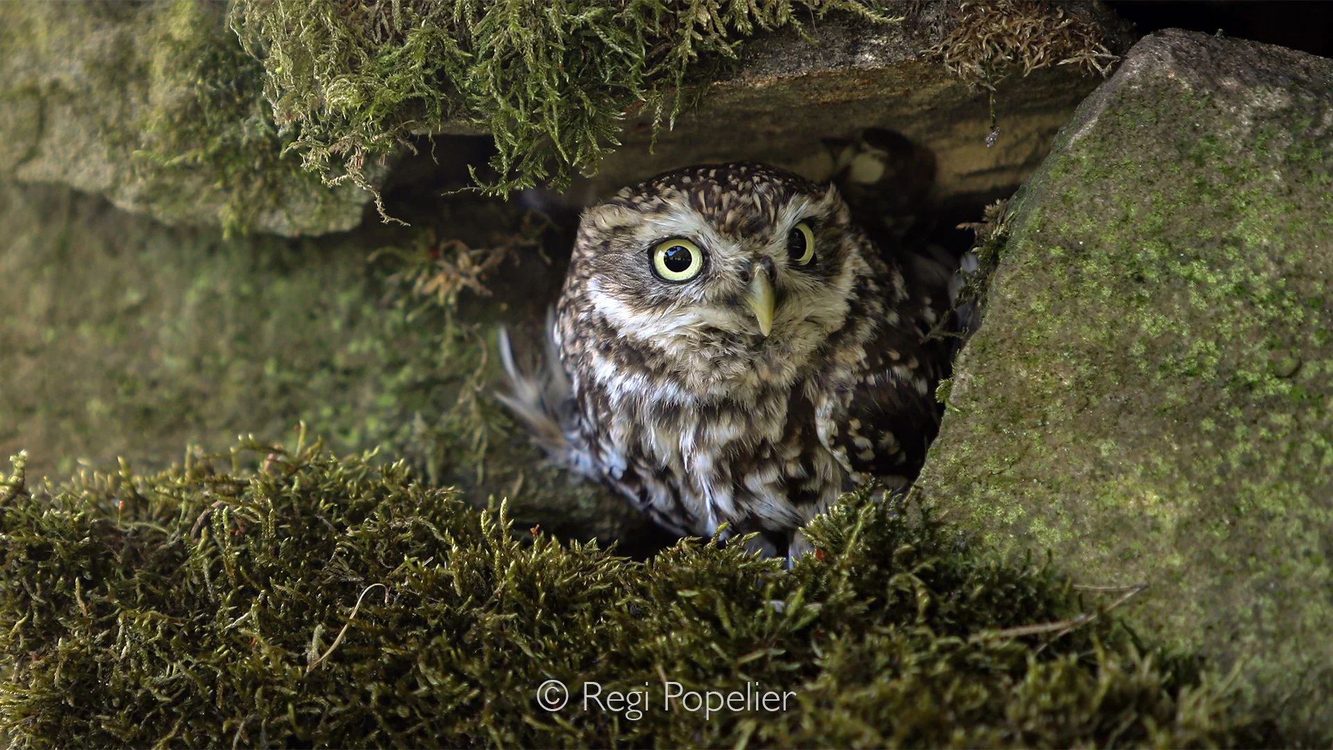 Scotland008  - Athene noctua, hidden in it's nest. 