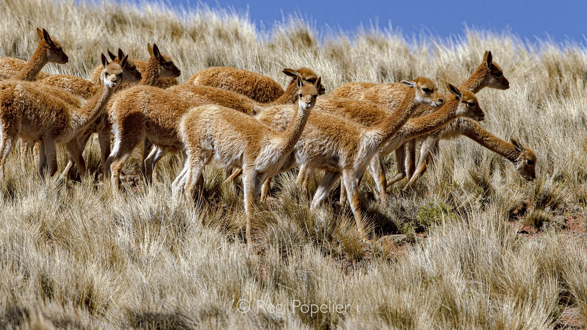 BOL002 - Guanaco grazing peacefully on the high plains of Bolivia.