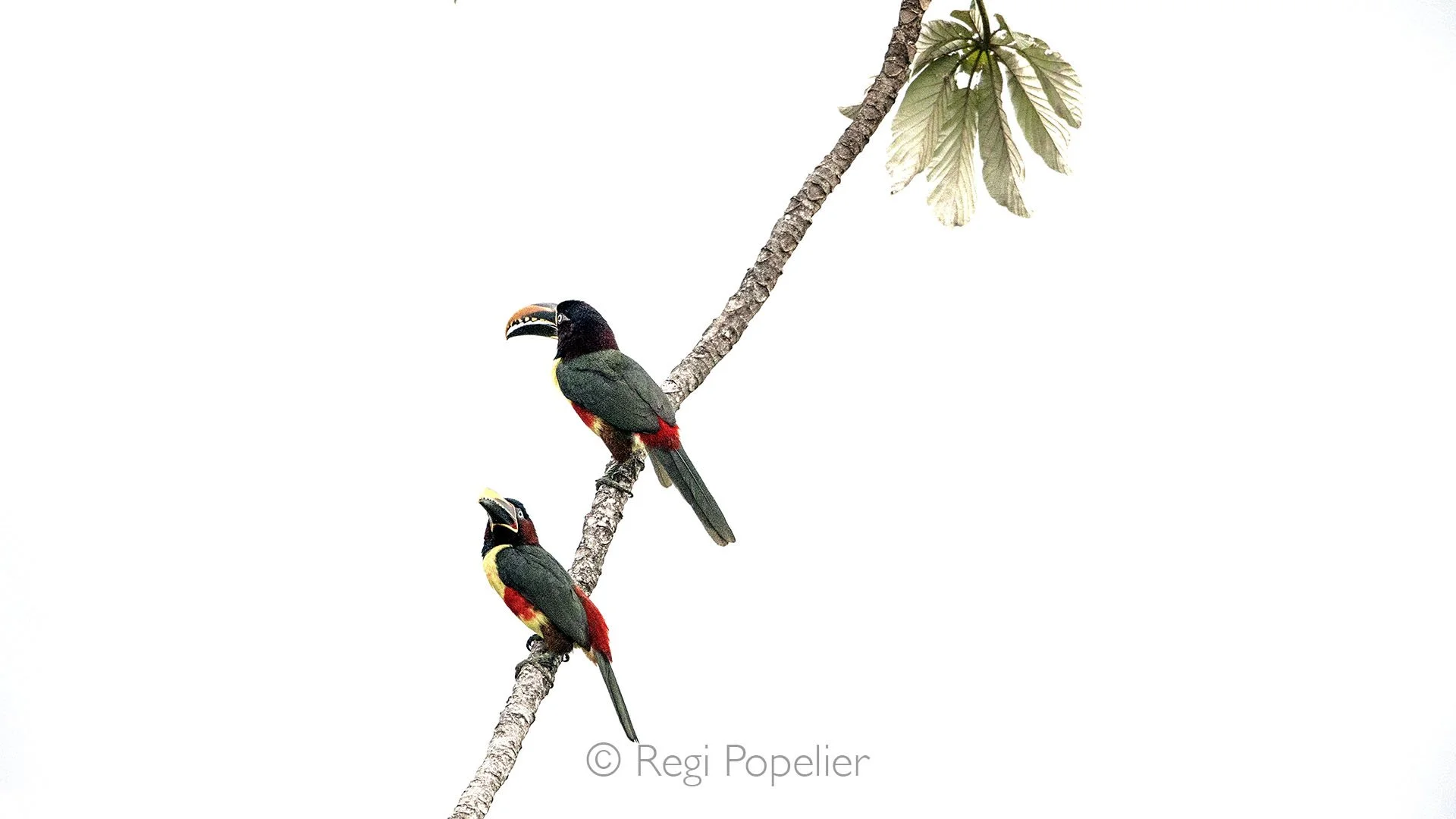 ARG008 - Vibrant pair of colored Aracari perched on a branch, a colorful moment in the heart of the tropics.