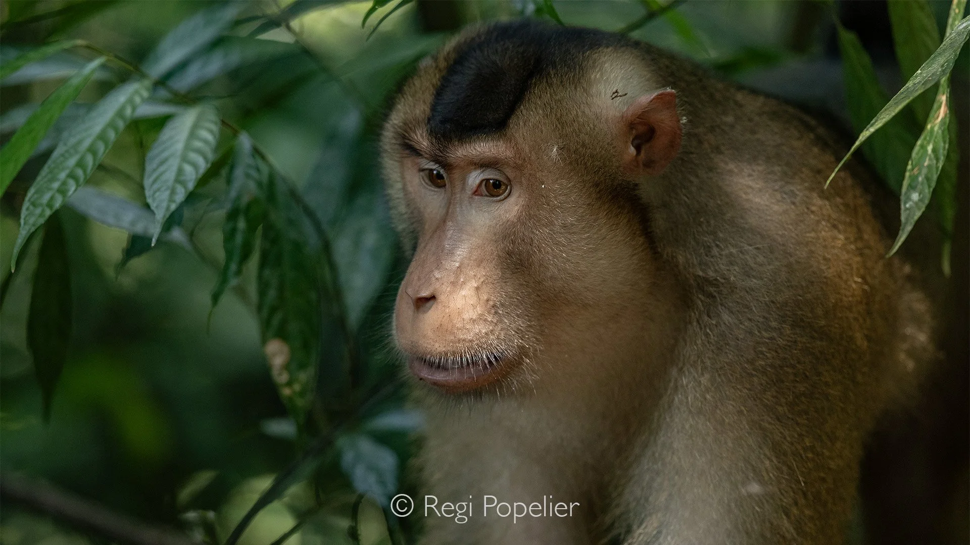 INDO064 - Male Of Southern Pig-tailed Macaque In Sumatra - Lake Toba Area. 