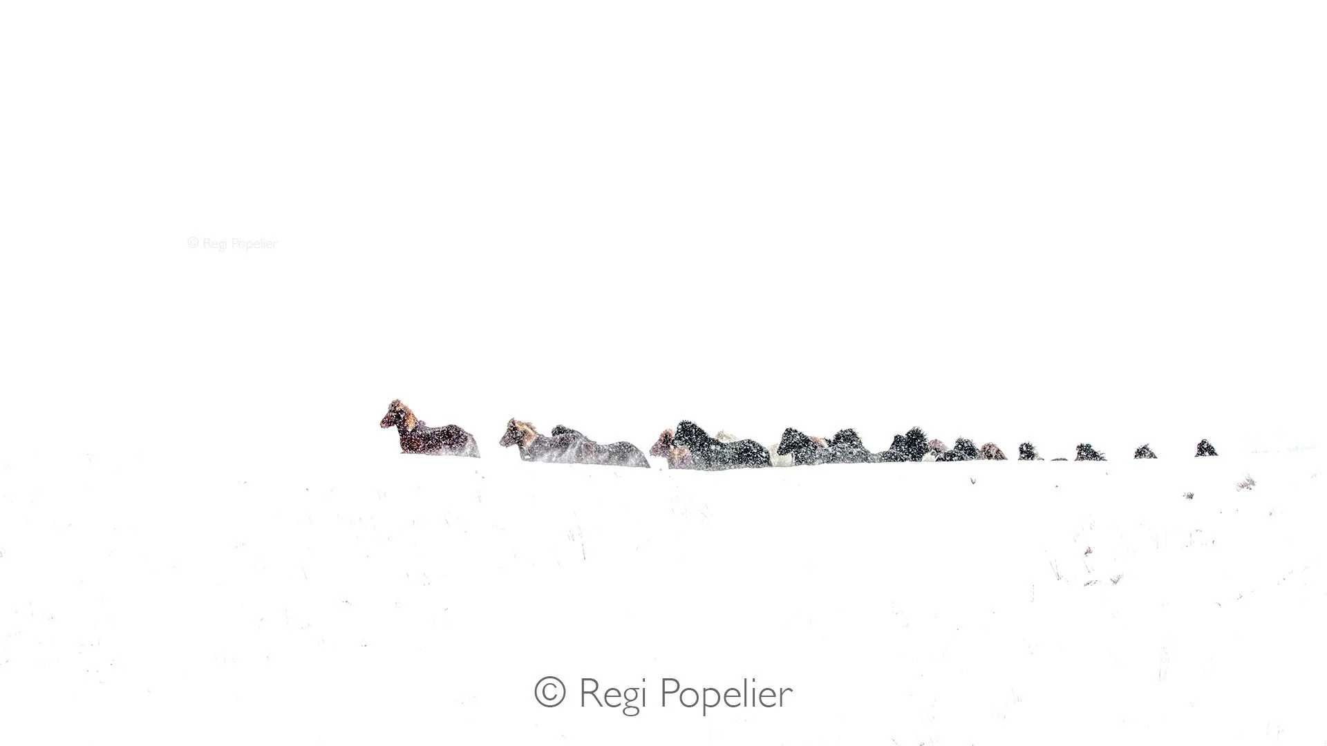 ICEL054 - On the run coming from behind a hill 